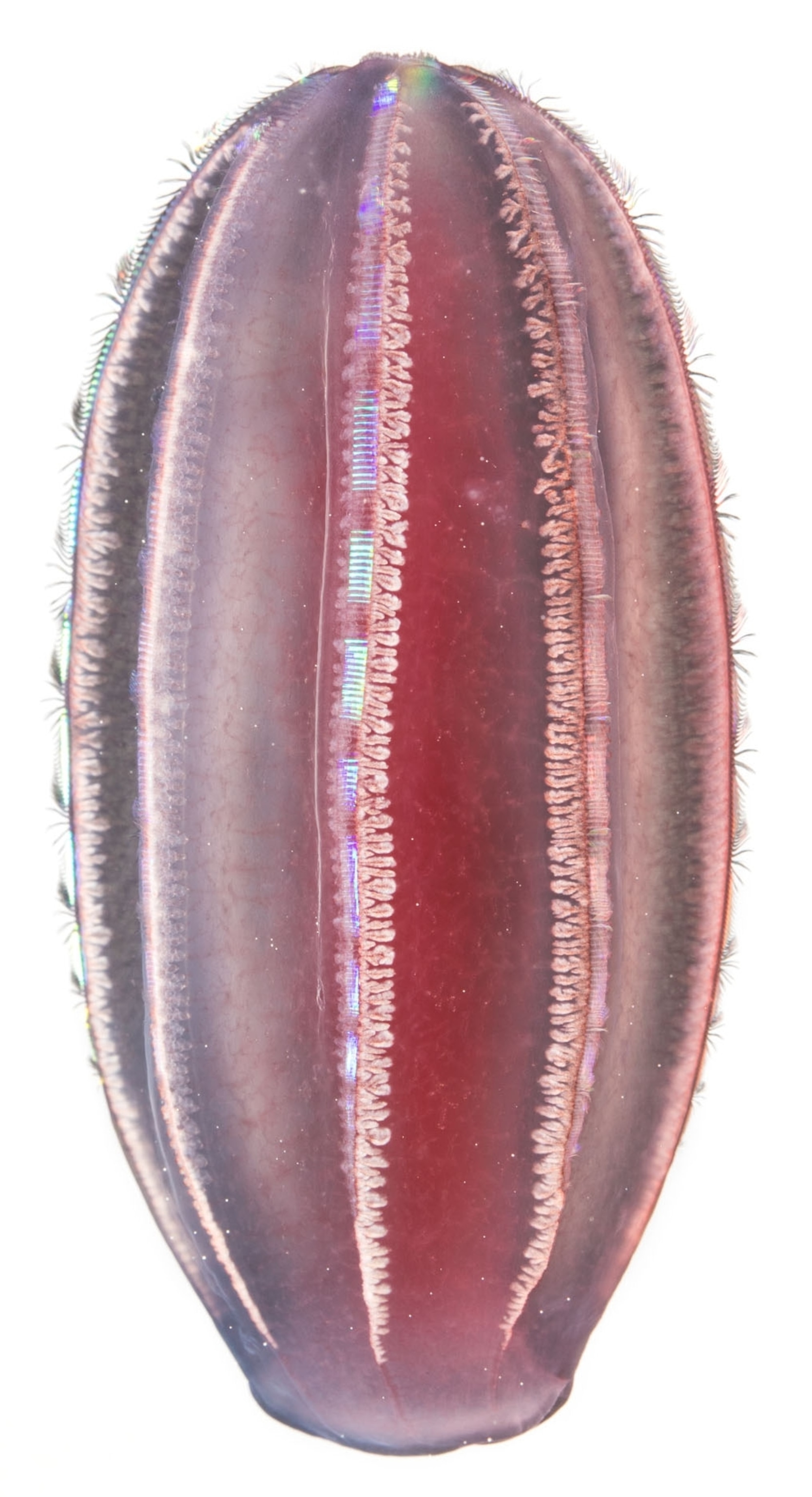 a round pink jellyfish on a white background