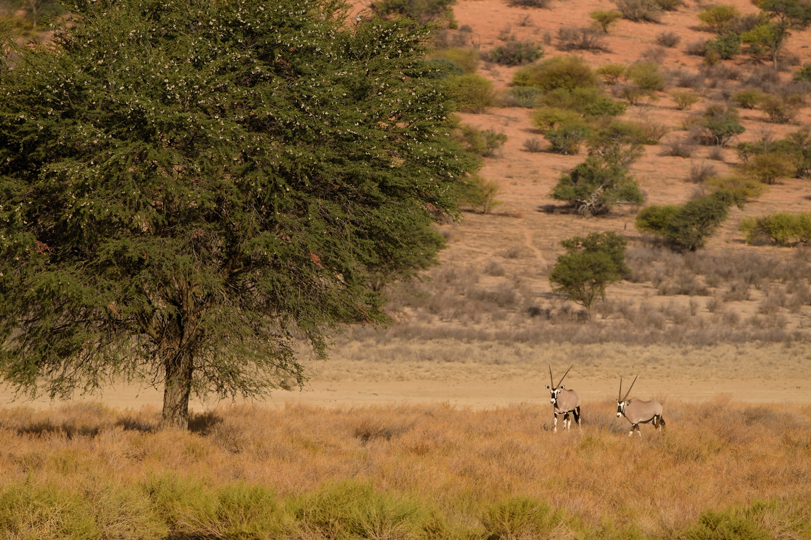 Oryx standing in grassland desert
