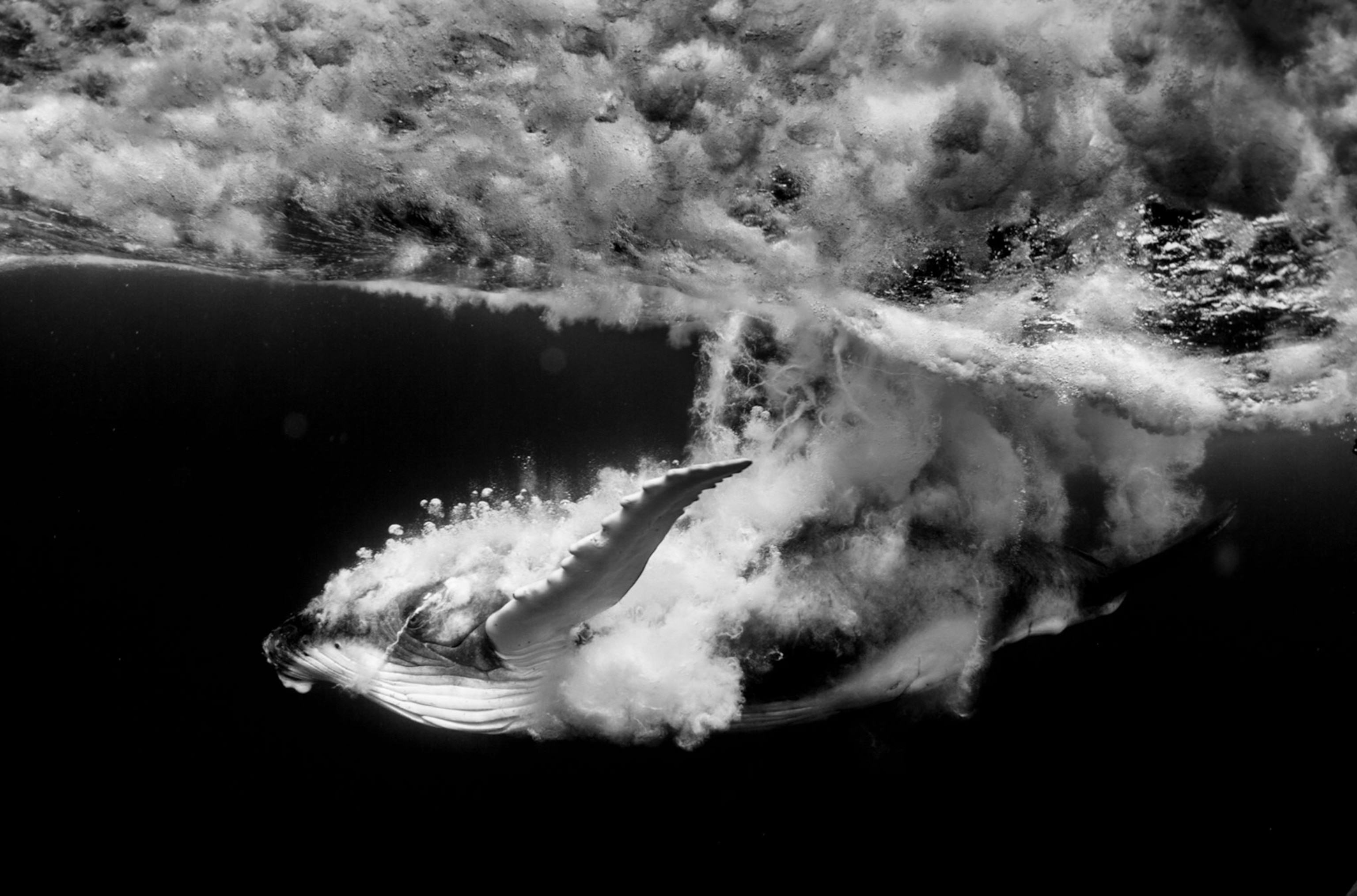 a humpback whale