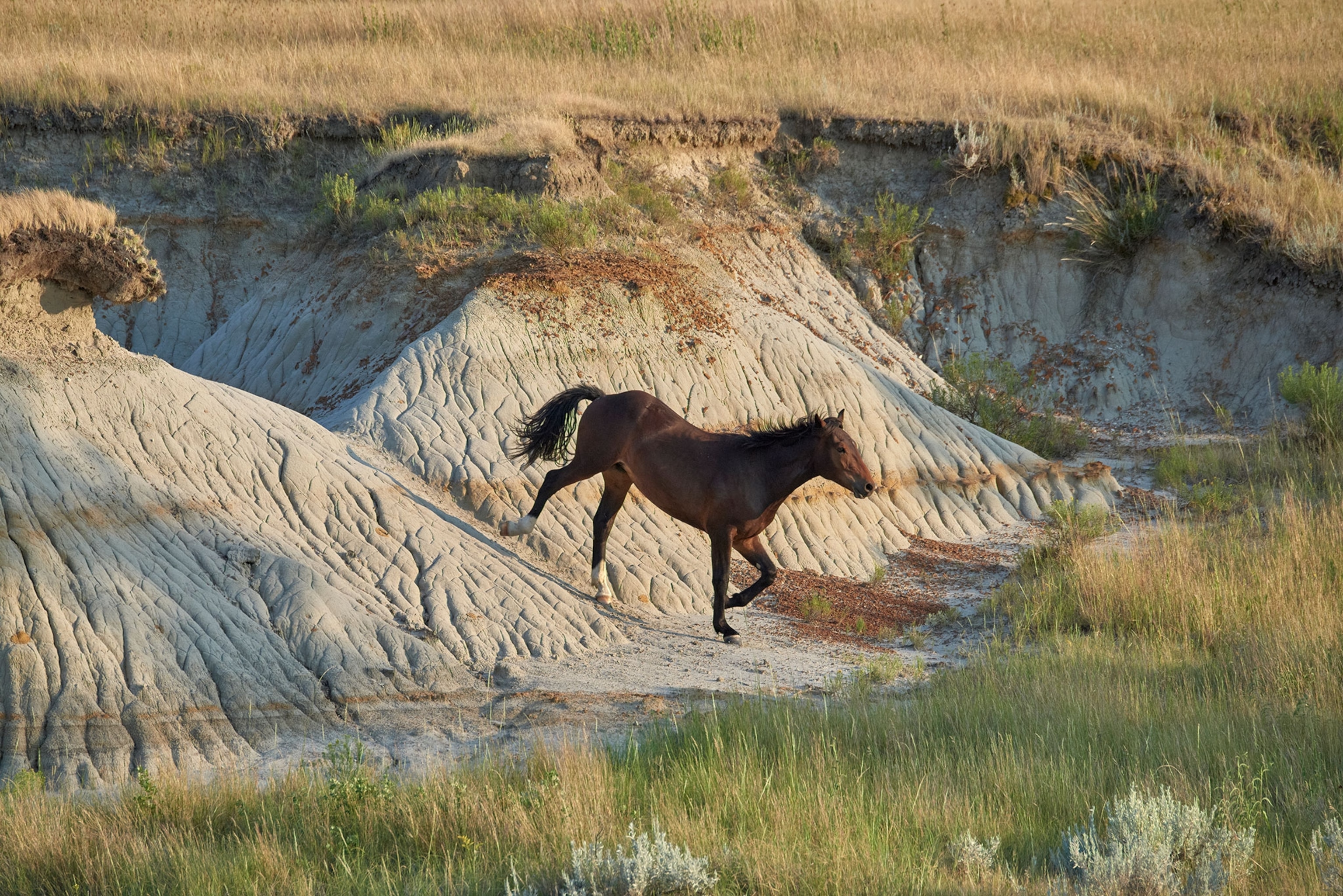 A wild horse trots down the slope in the prairie.