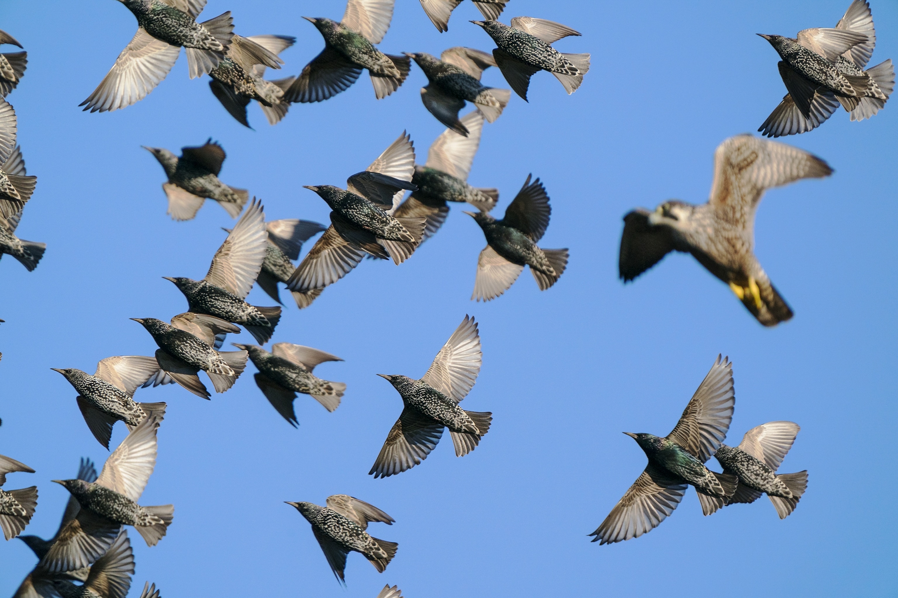 a falcon flying above a group of starlings seen from below