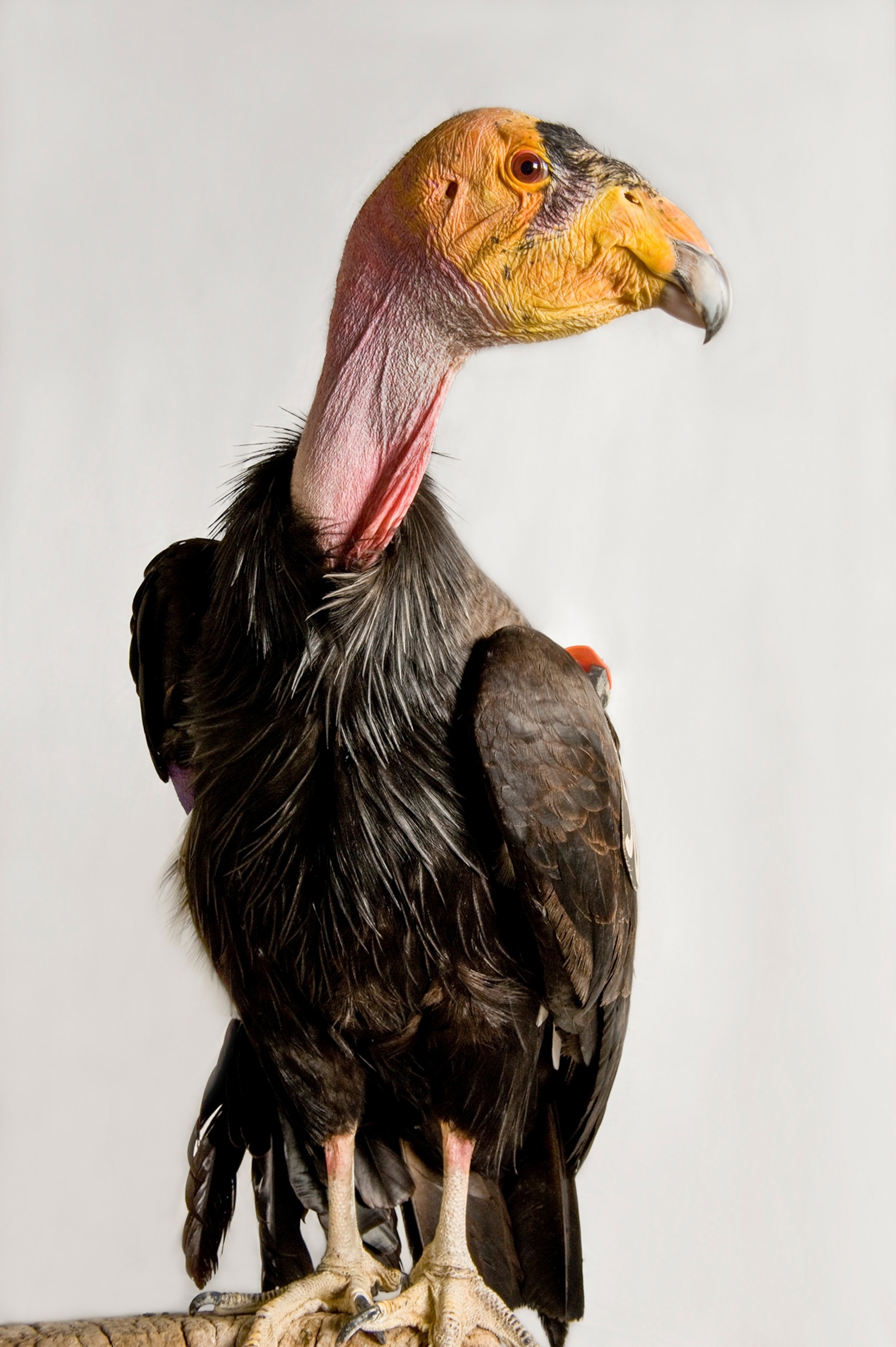 condor