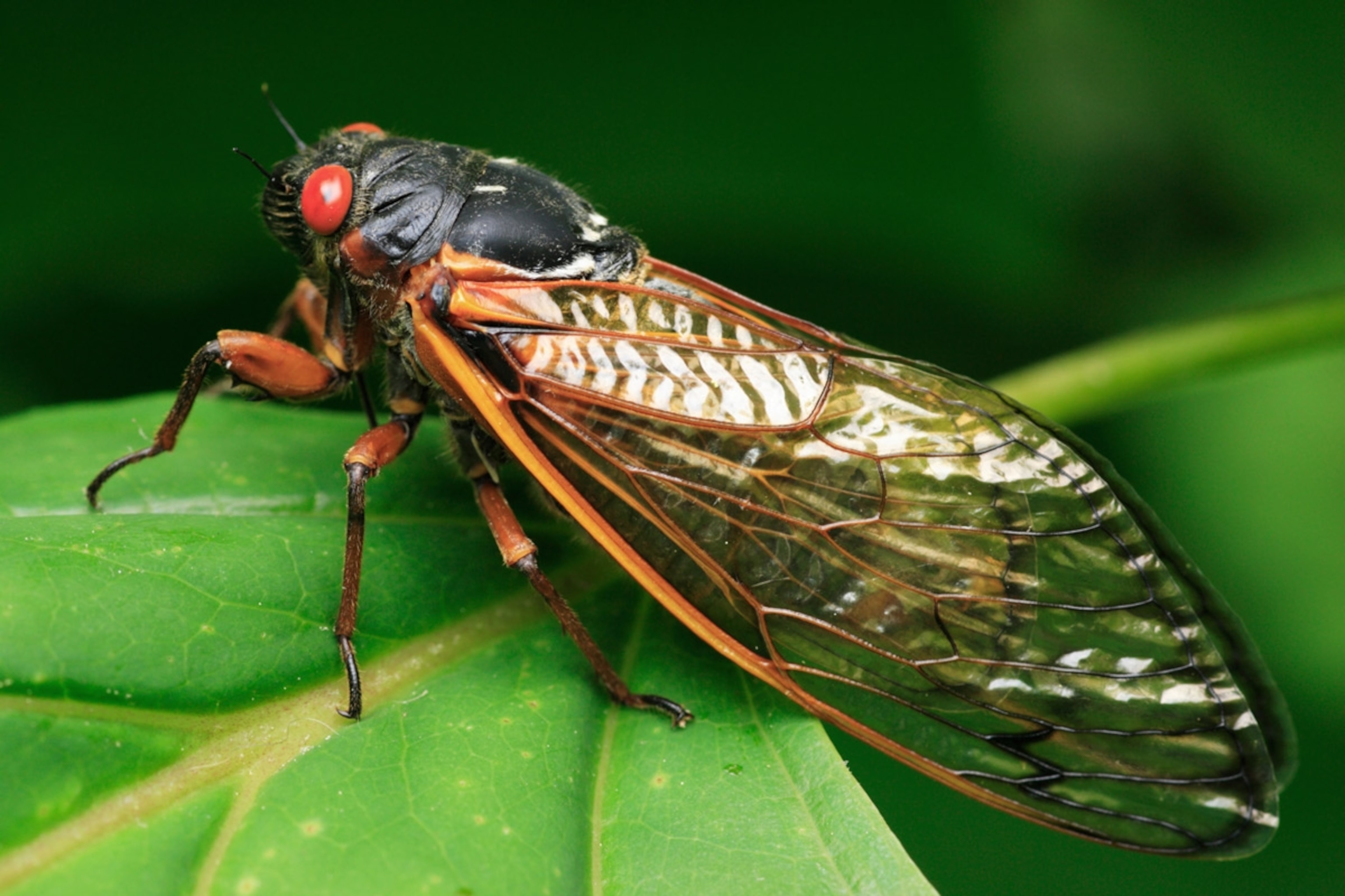Macro view of a 17 year cycle Cicada, Brood X. Washington, DC, USA - 2004.