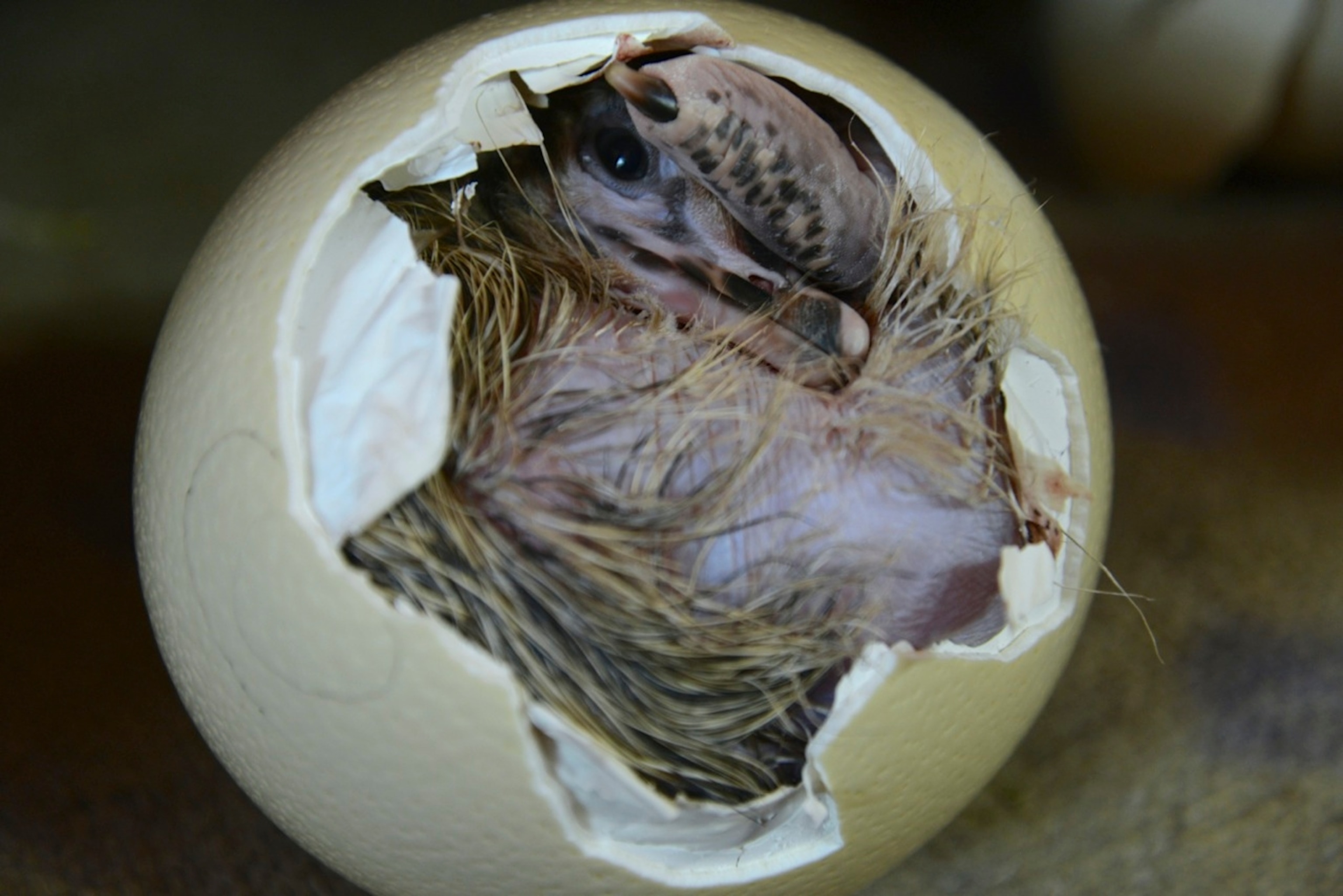 After 42 days of incubation, a baby ostrich breaks away his shell att the Cango Ostrich Farm near Oudtshoorn, South Africa (Photo by Andrew Evans, National Geographic)