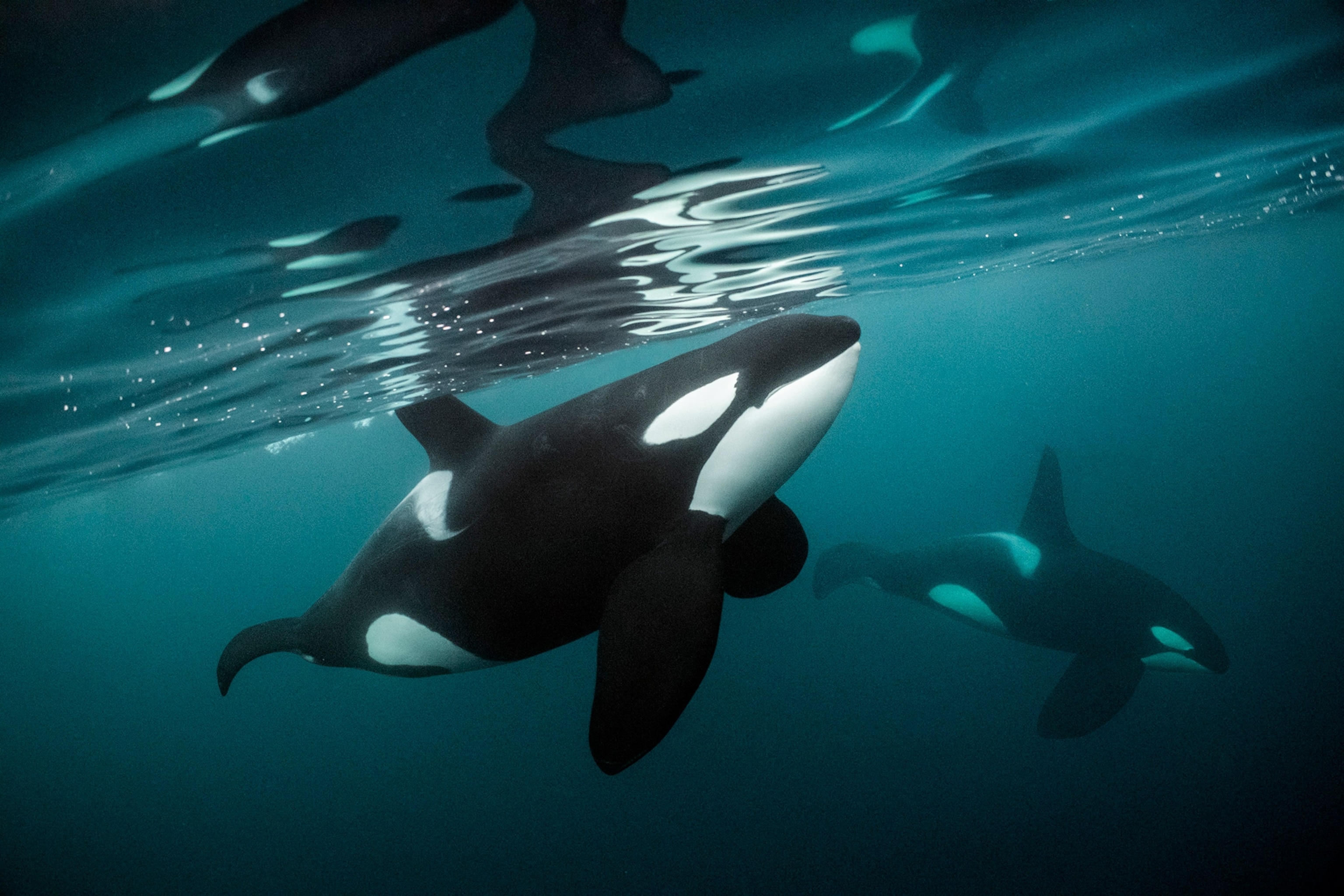 Orcas swim near the surface of water.