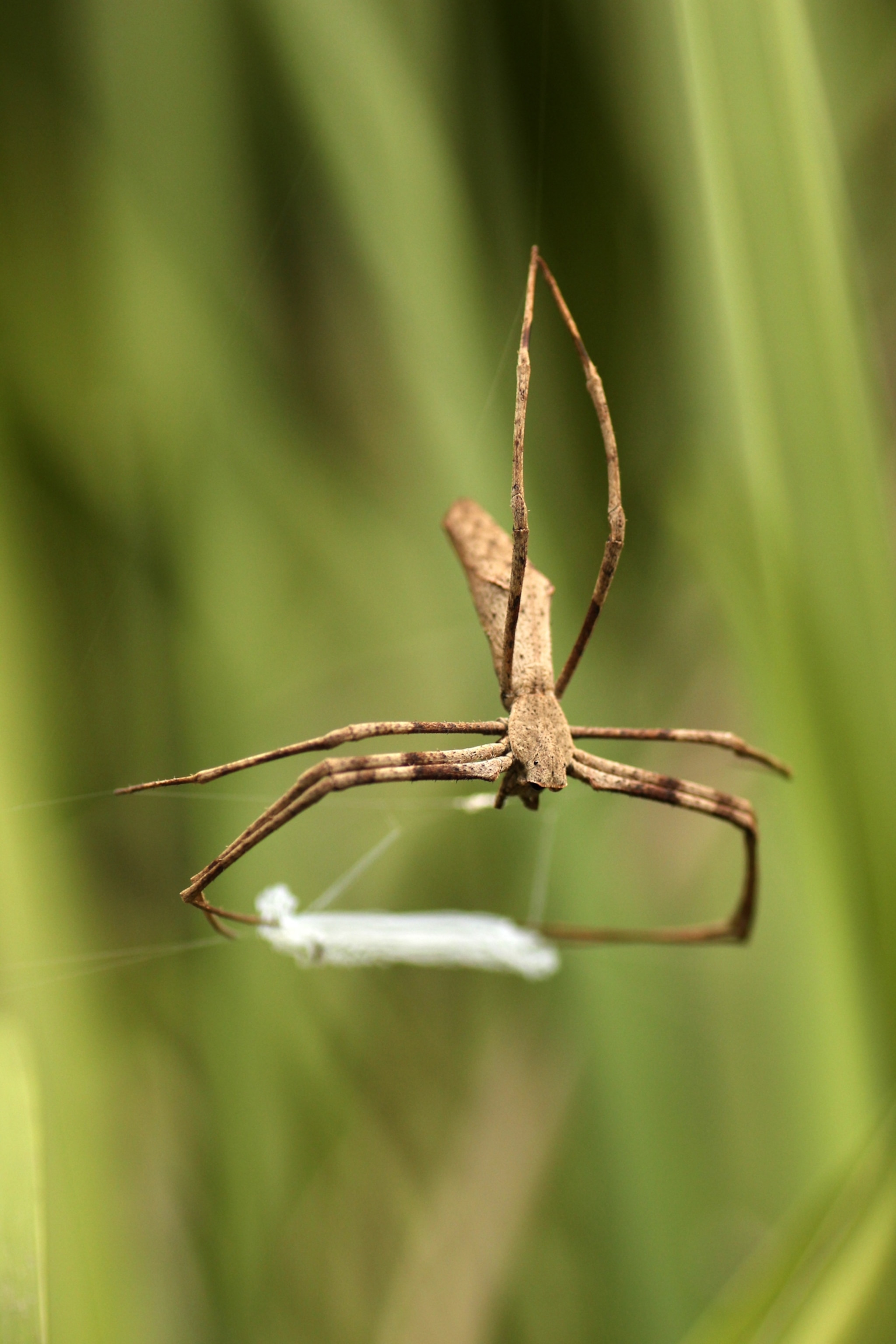 a spider hanging from a web