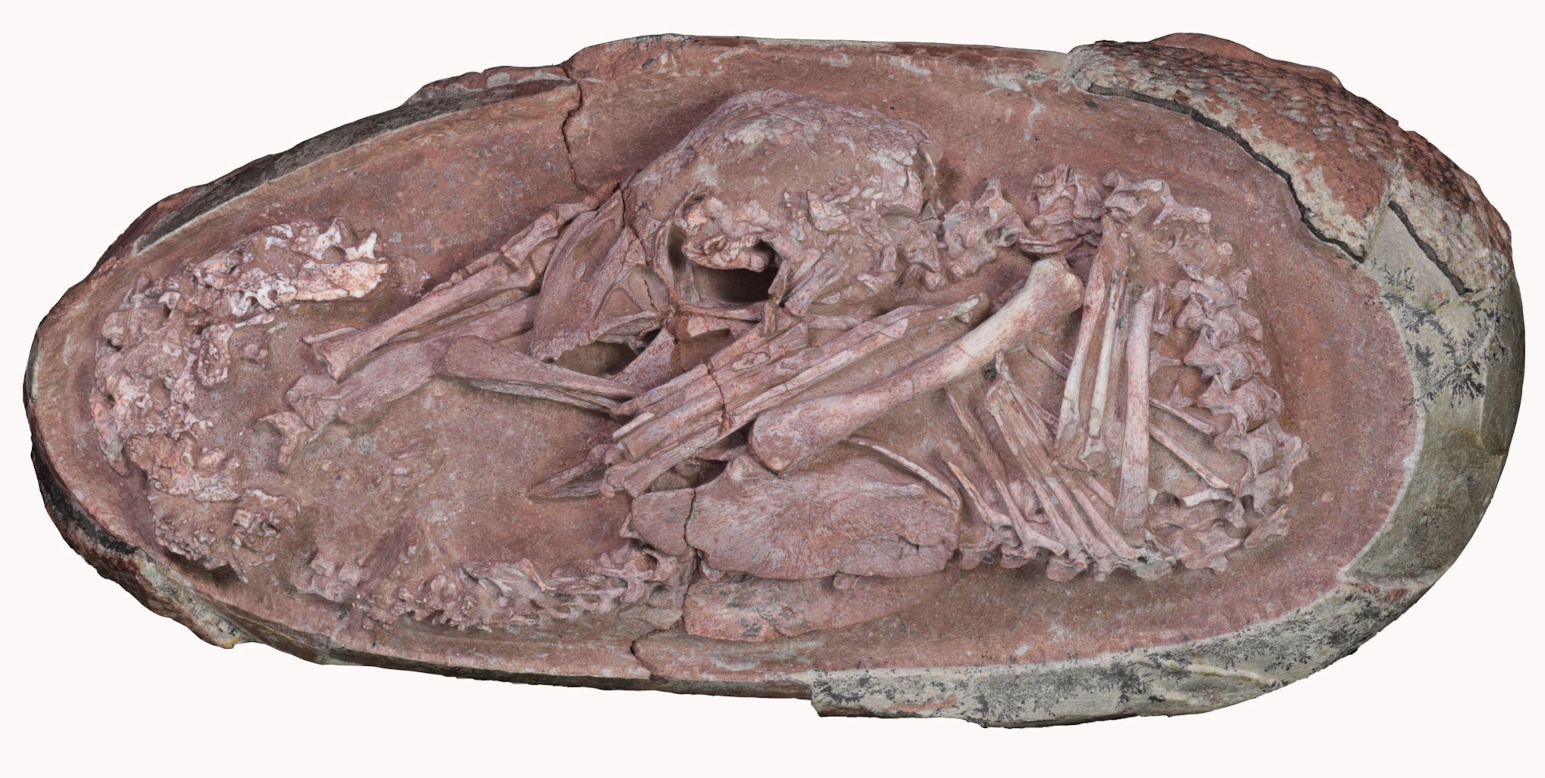 embryo fossil