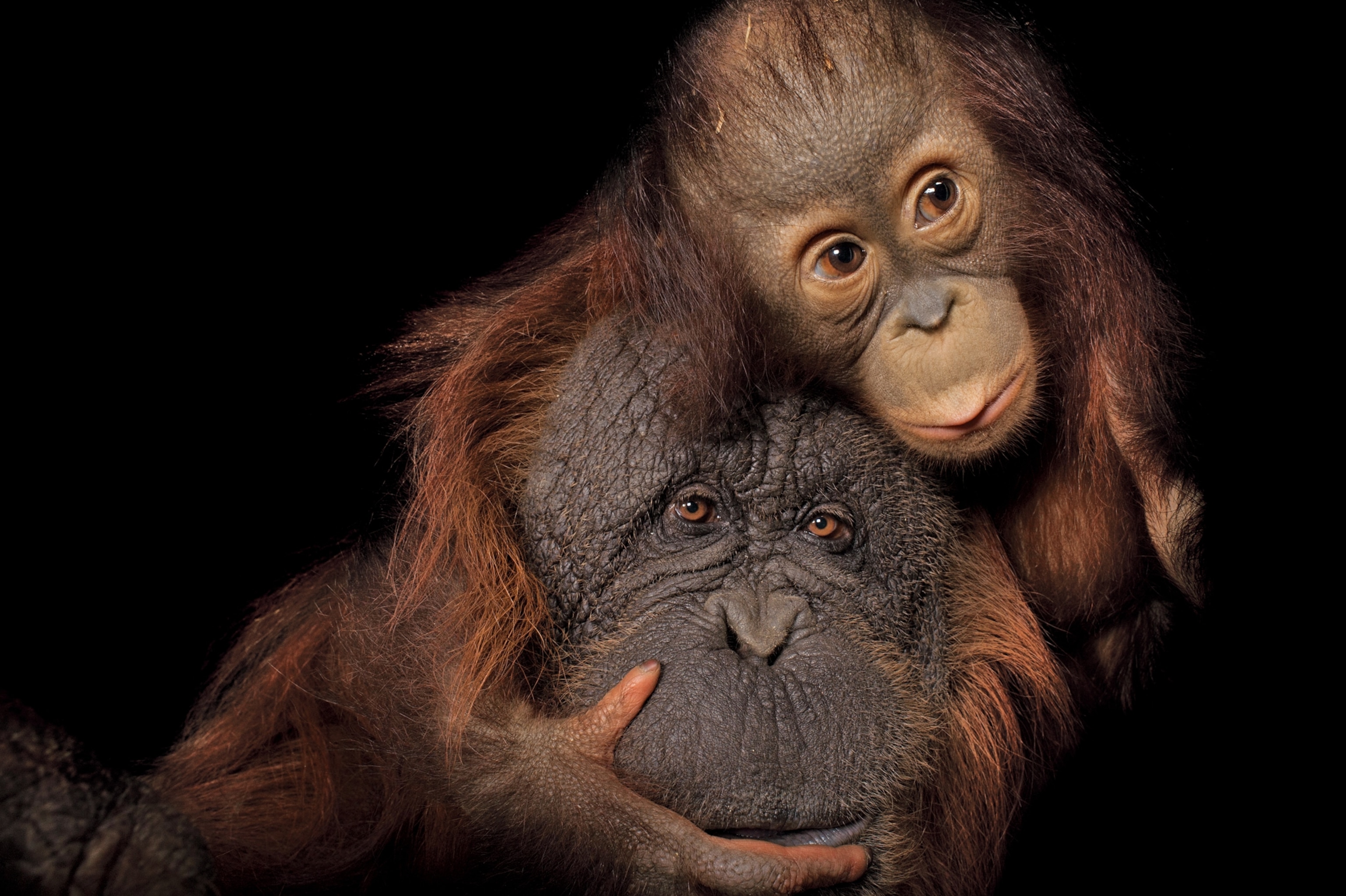 orangutans