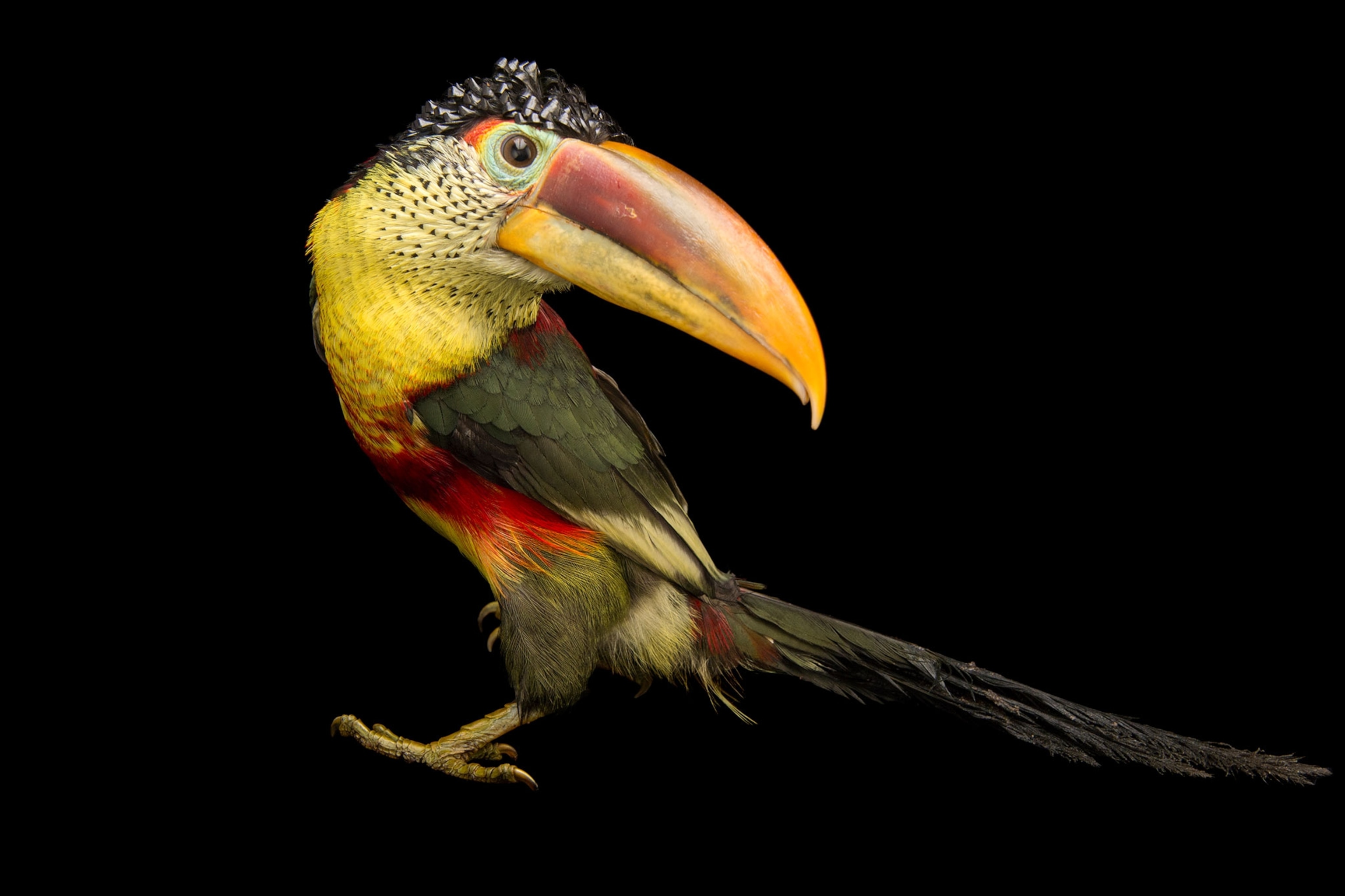 a curl crested aracari