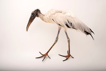 a wood stork