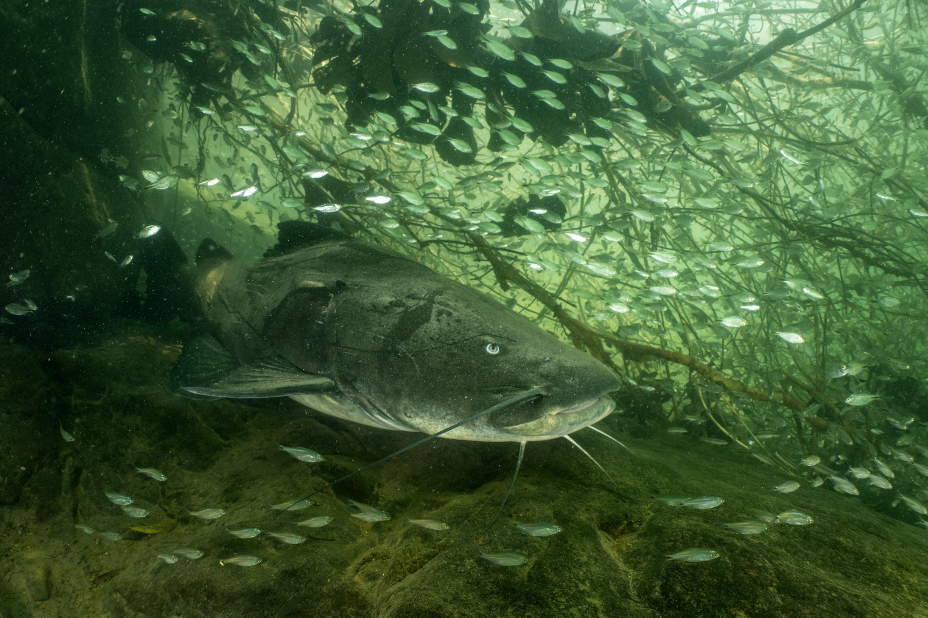 close up of a gilded catfish