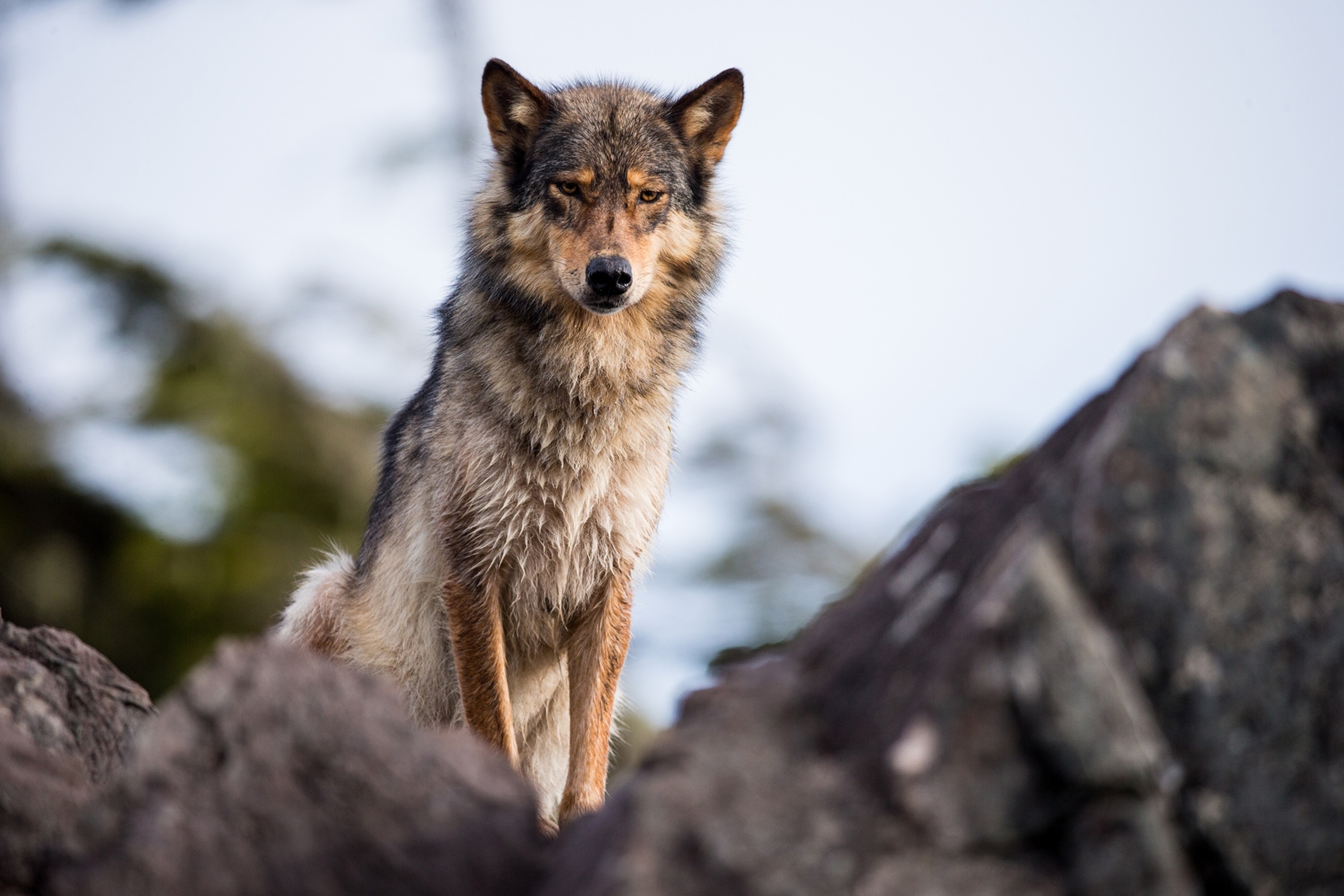 A wolf stands on a rocks.