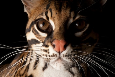 an ocelot