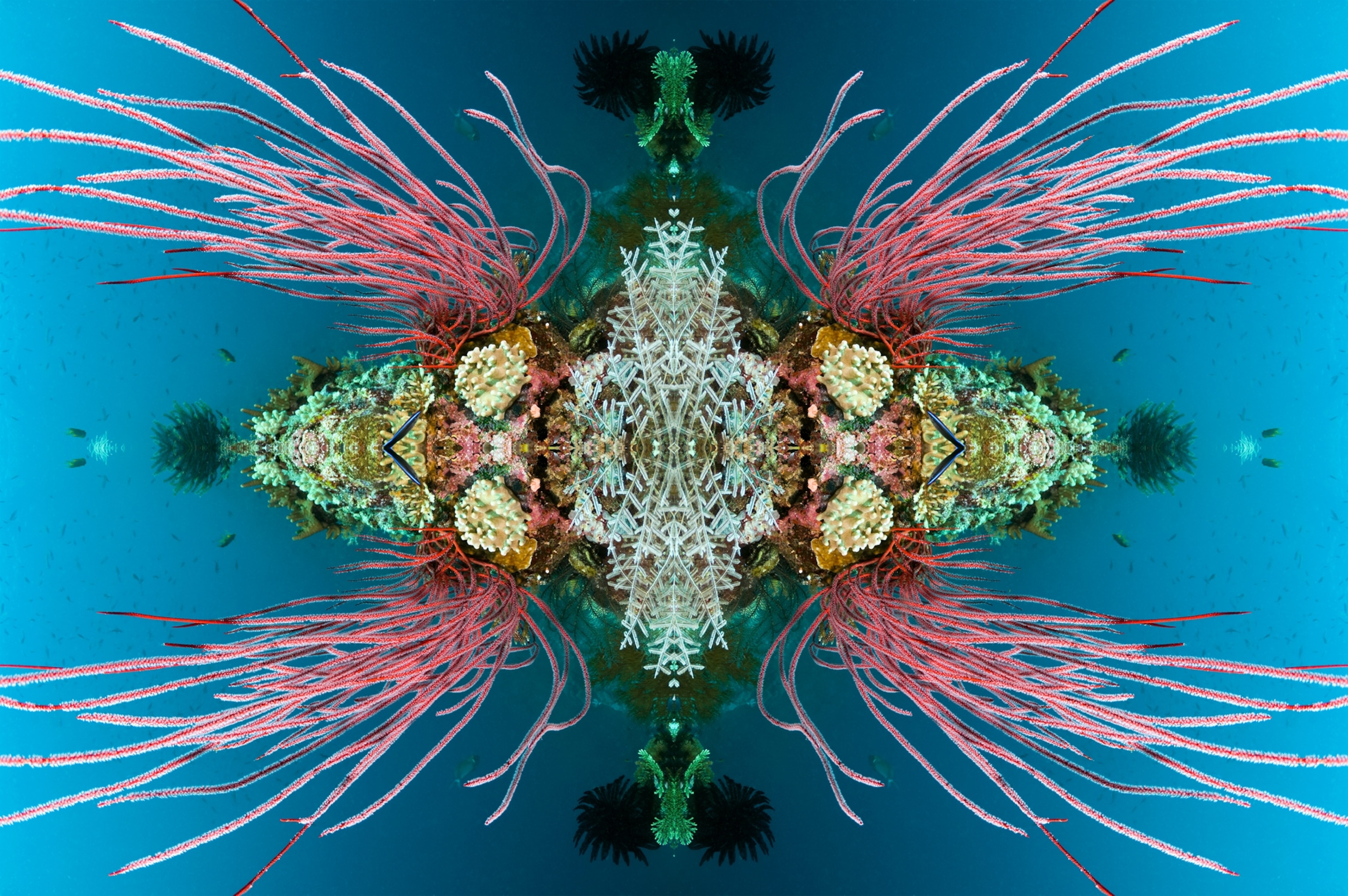 Kaleidoscopic image of coral reef with Red sea whips.