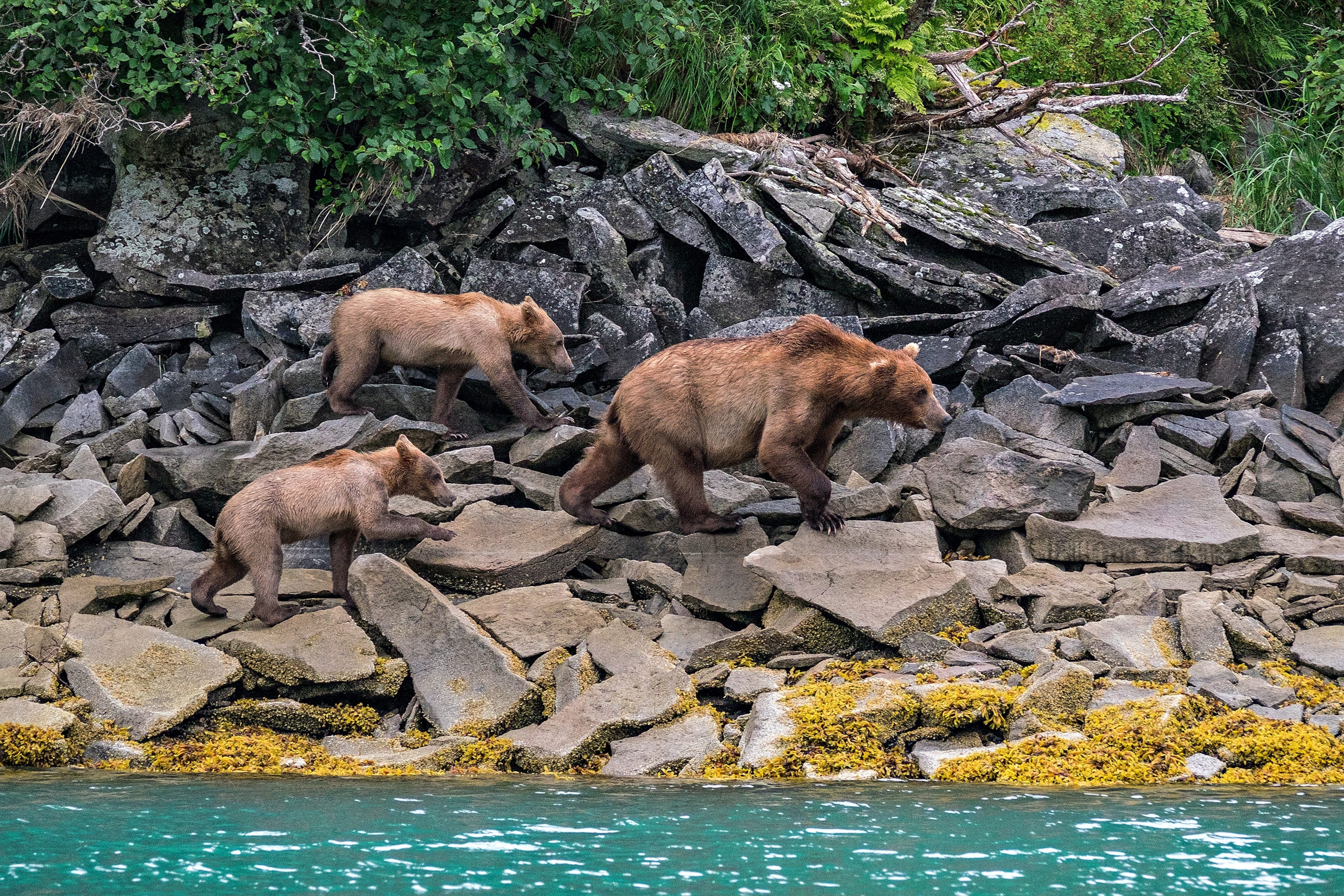 bears in Katmai National Park, Alaska