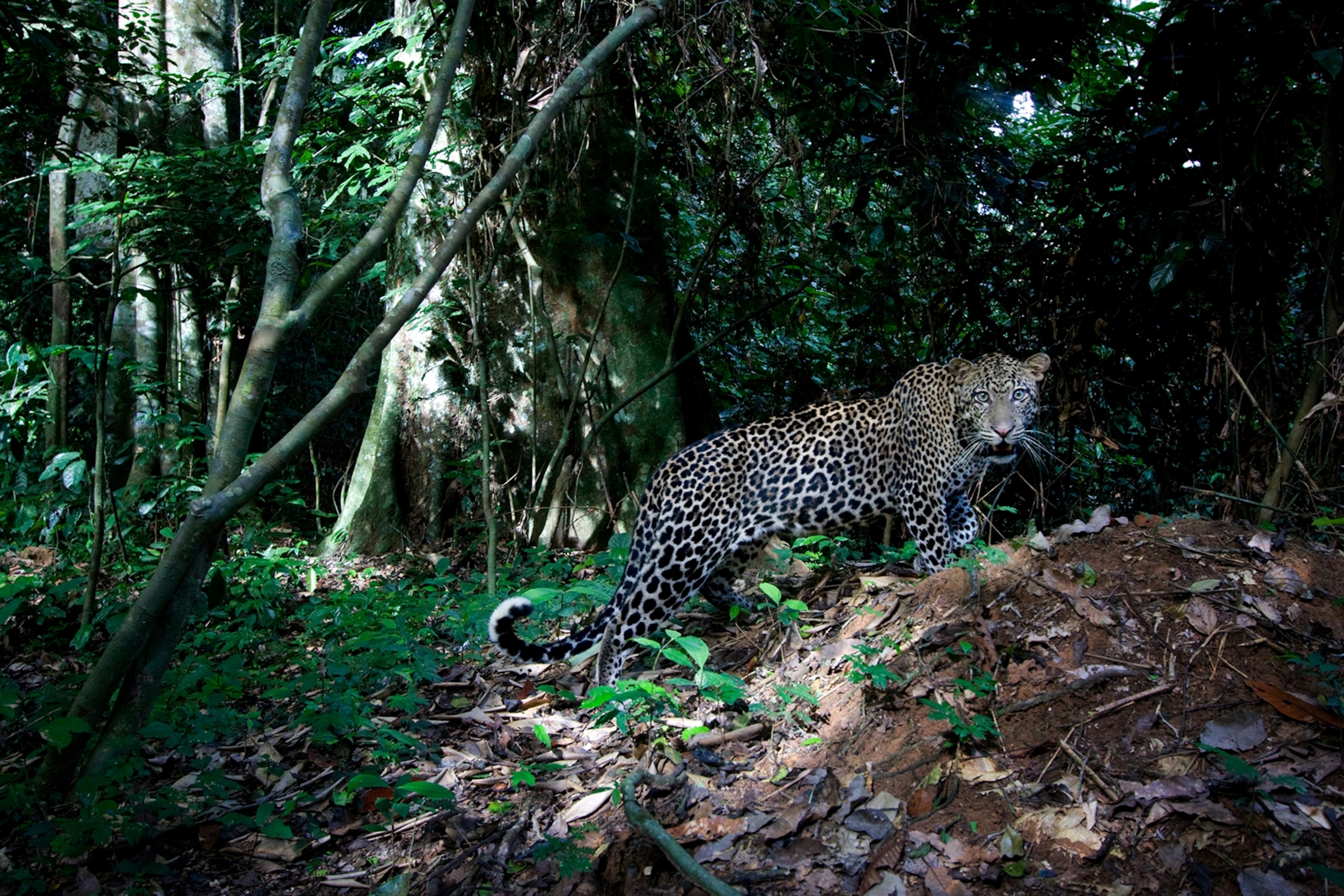 Leopard Preying