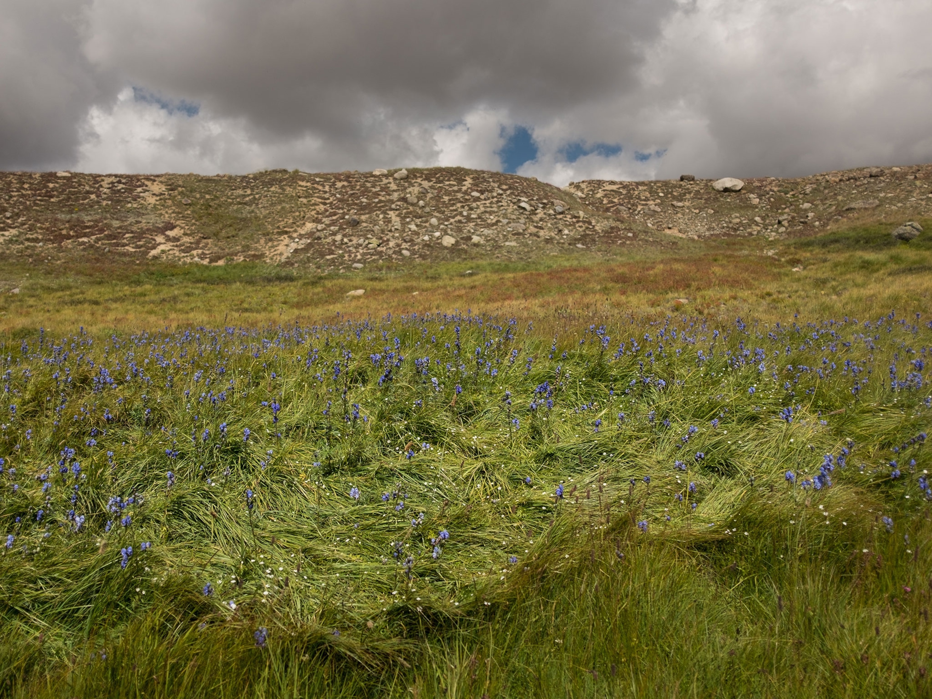 grass pressed down from a bear sleeping