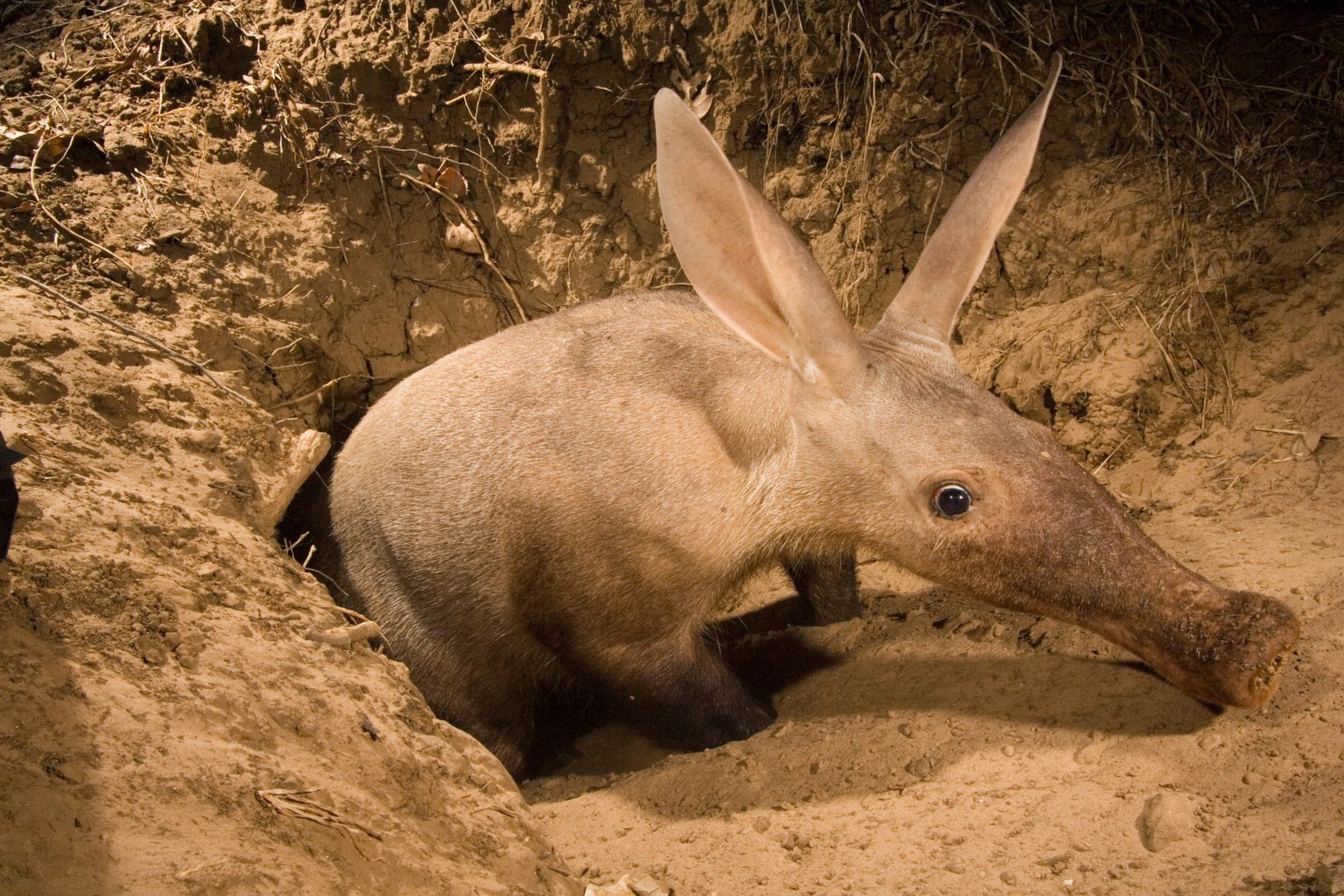 an aardvark in Luanagwa Valley, Zambia