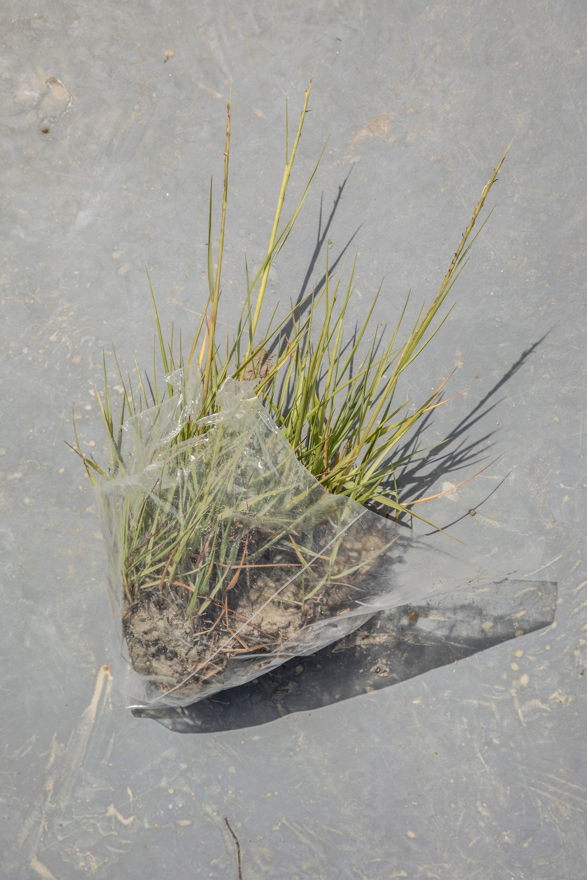 Image of a sample of Spartina invasive plant in a bag