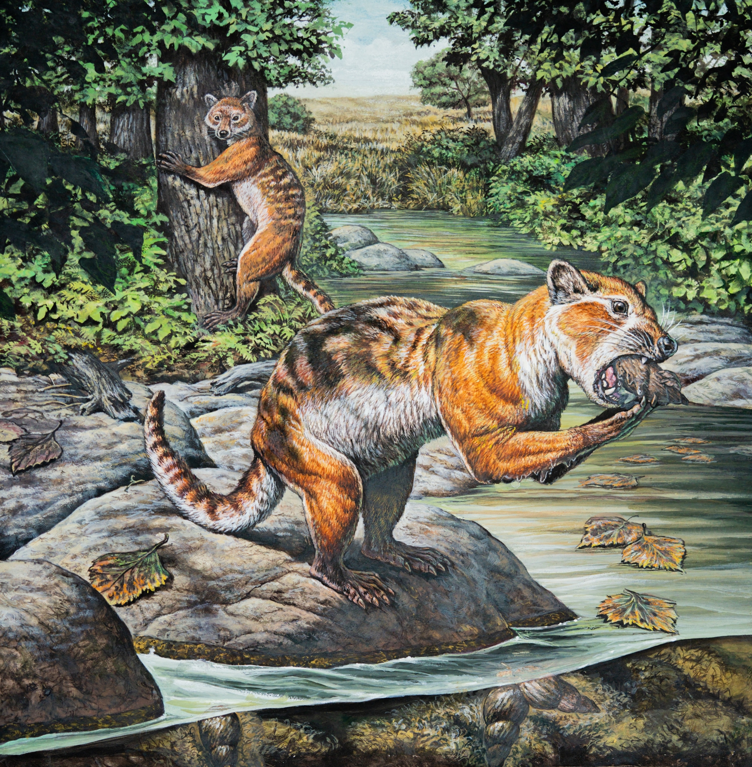 An Eoarctos, a raccoon-like carnivore with orange and black fur, eats a mollusk in its shell.