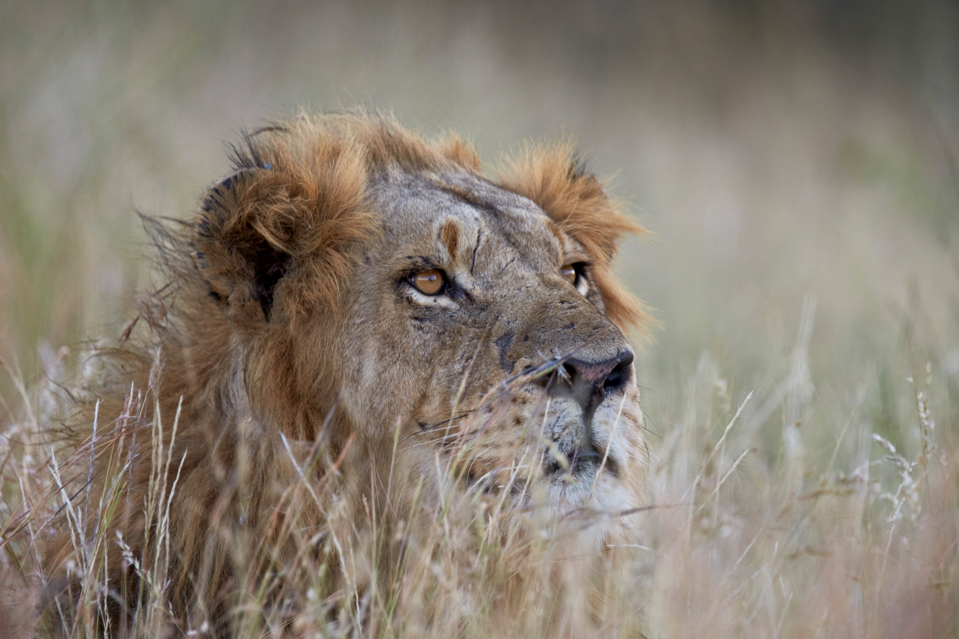 Lion in Kruger National Park, South Africa