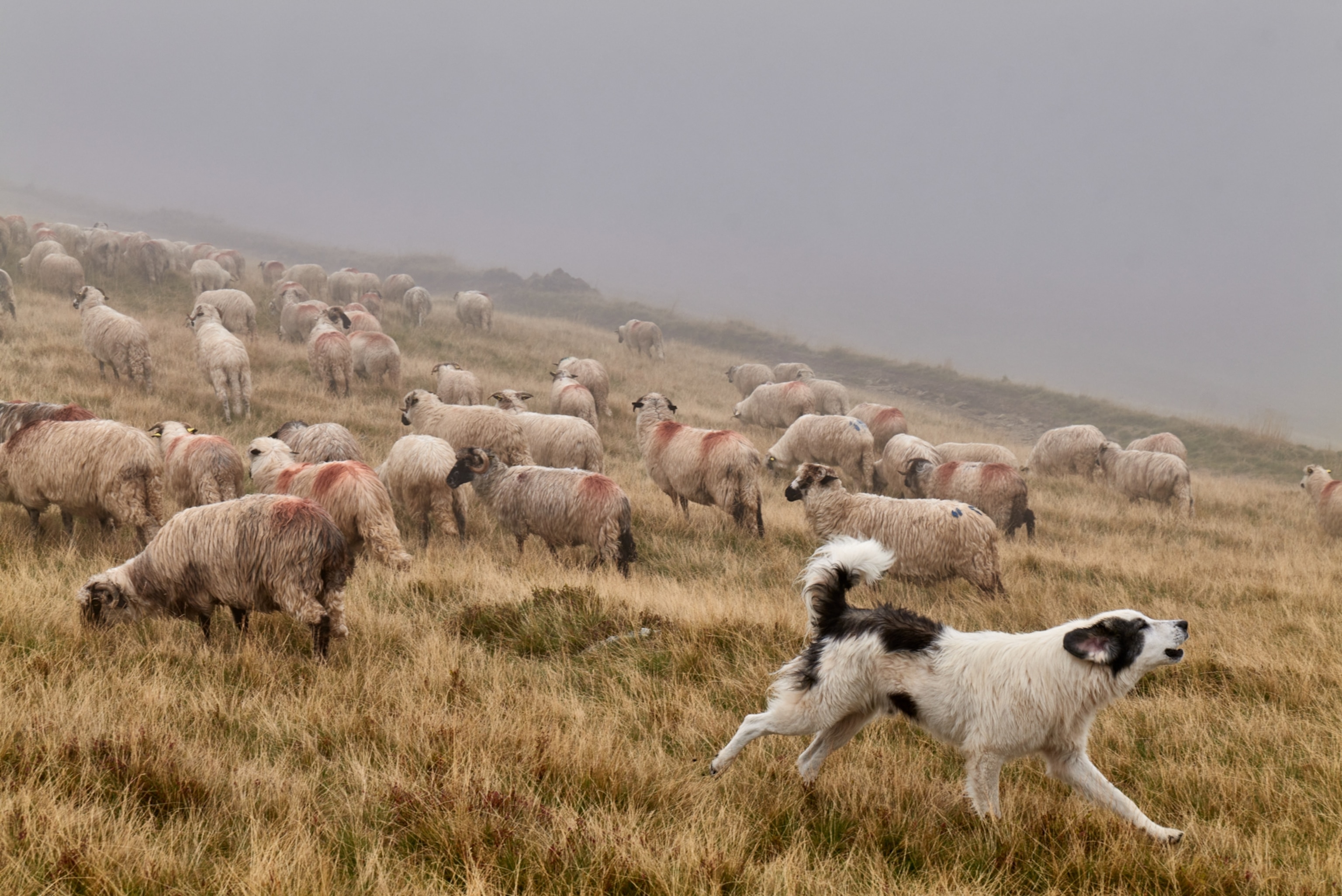 A sheepdog running and howling in the foreground as sheep graze on a grassy hillside in the background on a foggy day