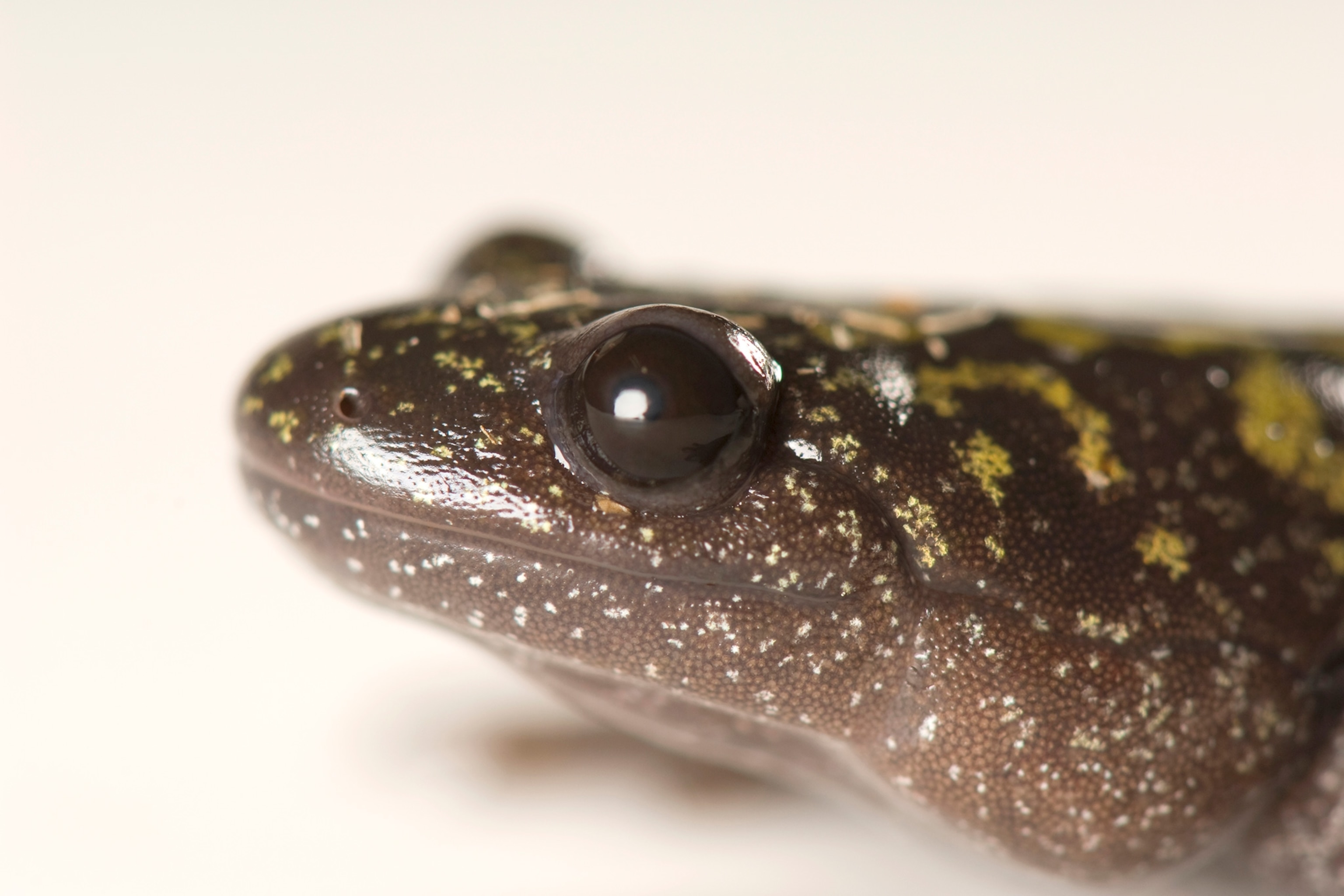 a long-toed salamander