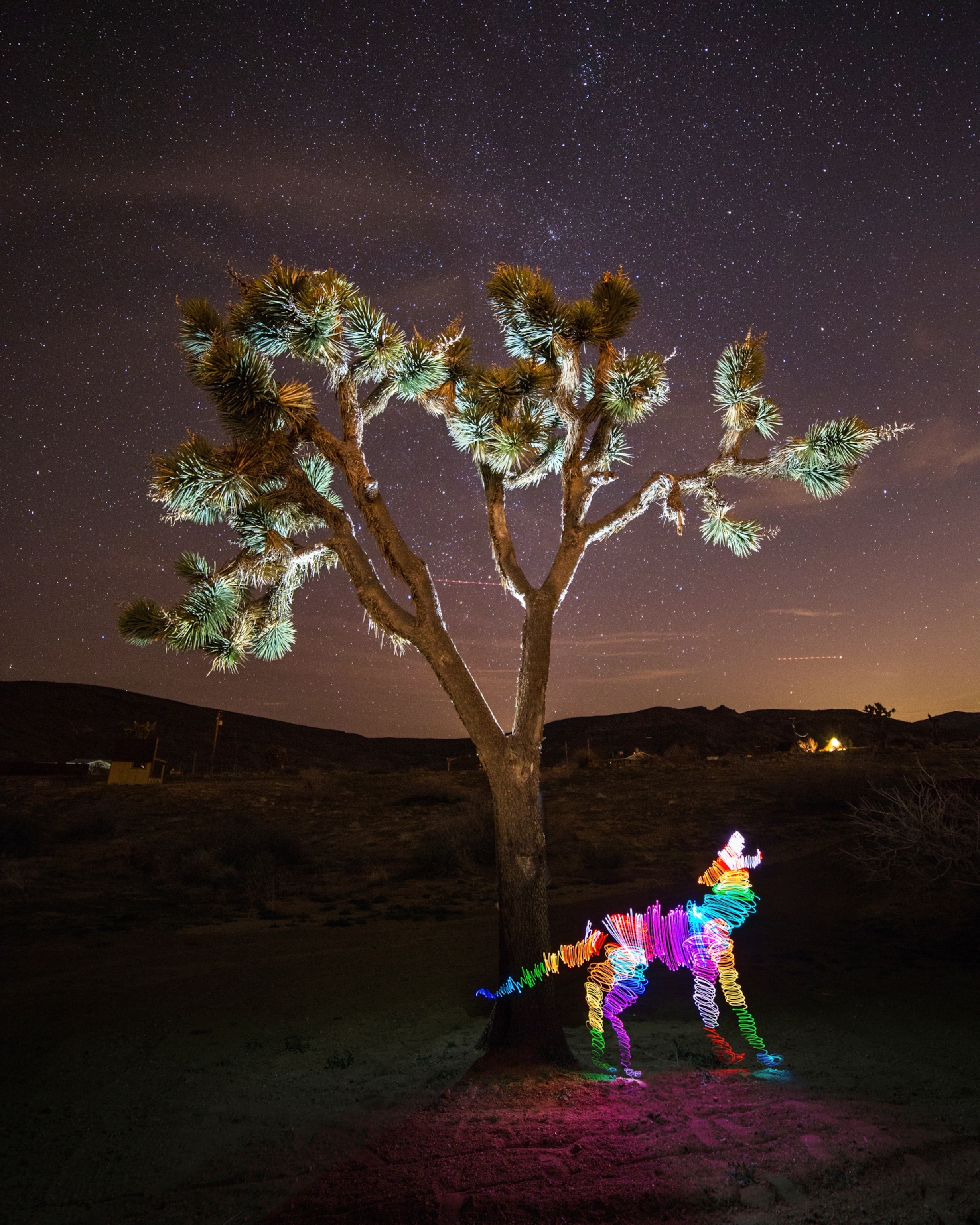 Picture of light painting of a coyote standing next to a tree and howling.