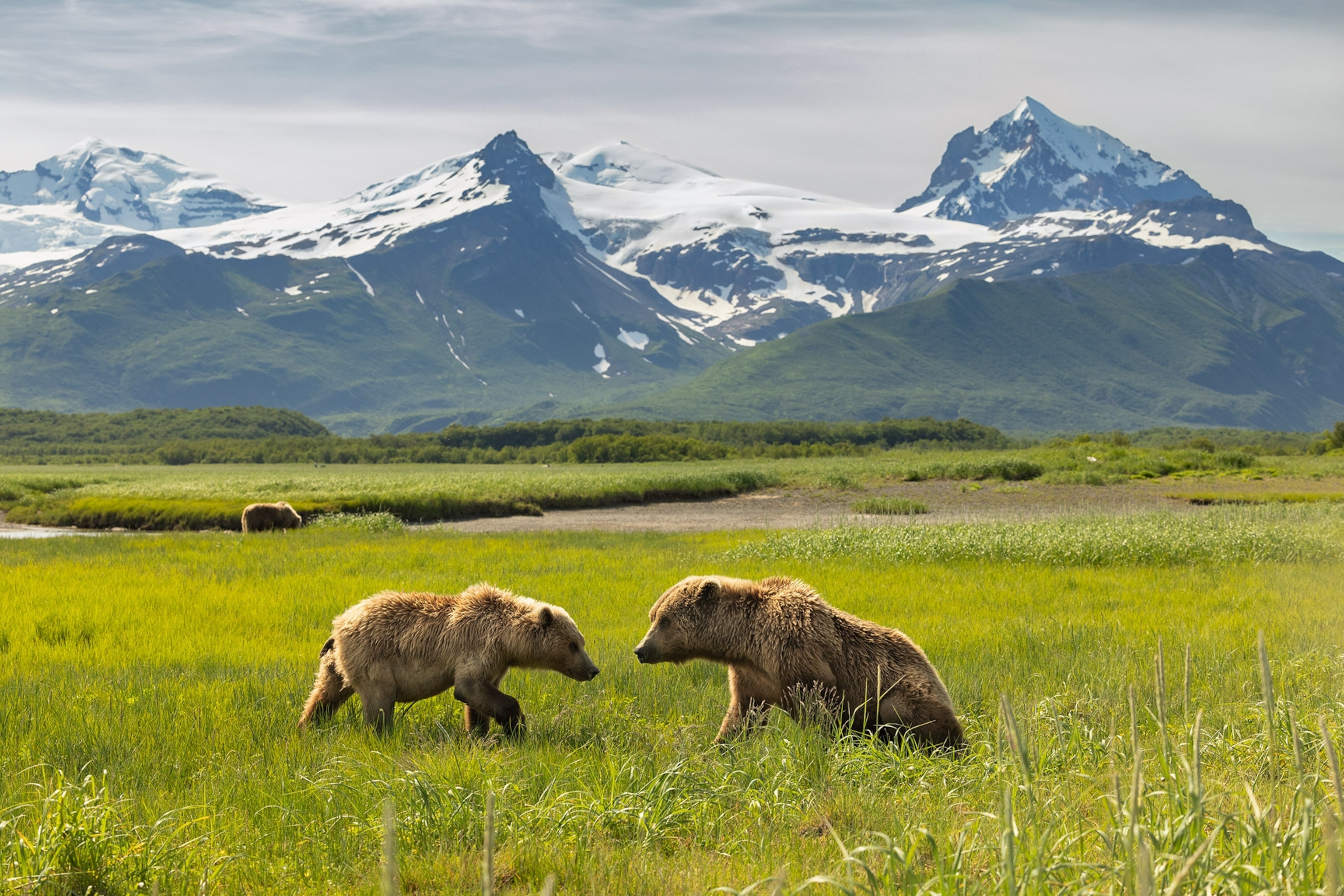 Brown bears (Ursus arctos) graze on sedge grass in Hallo Bay in Alaska's Katmai National Park