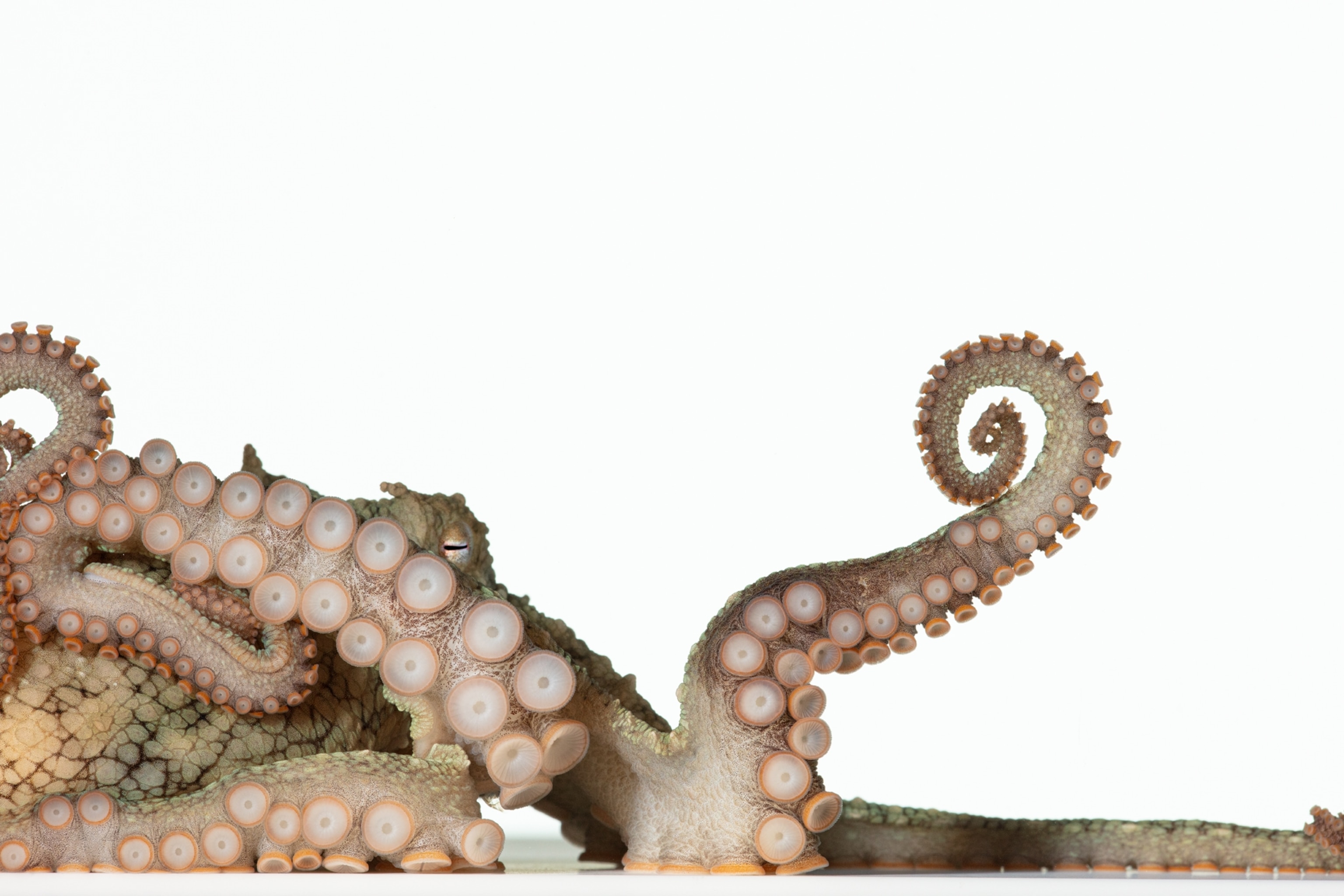 Octopus demonstrating its arms' suckers.
