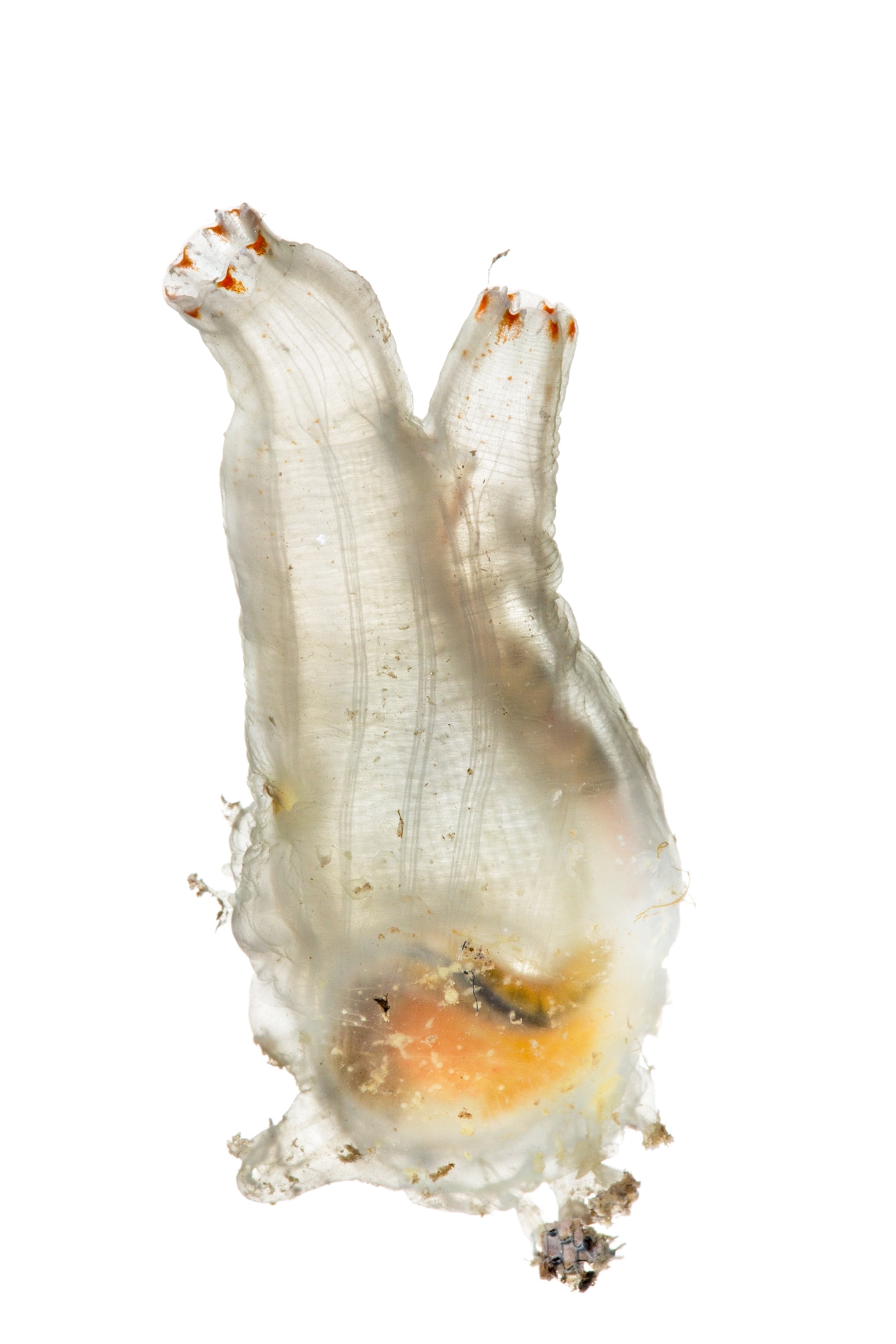 a magnified sea vase on a white background