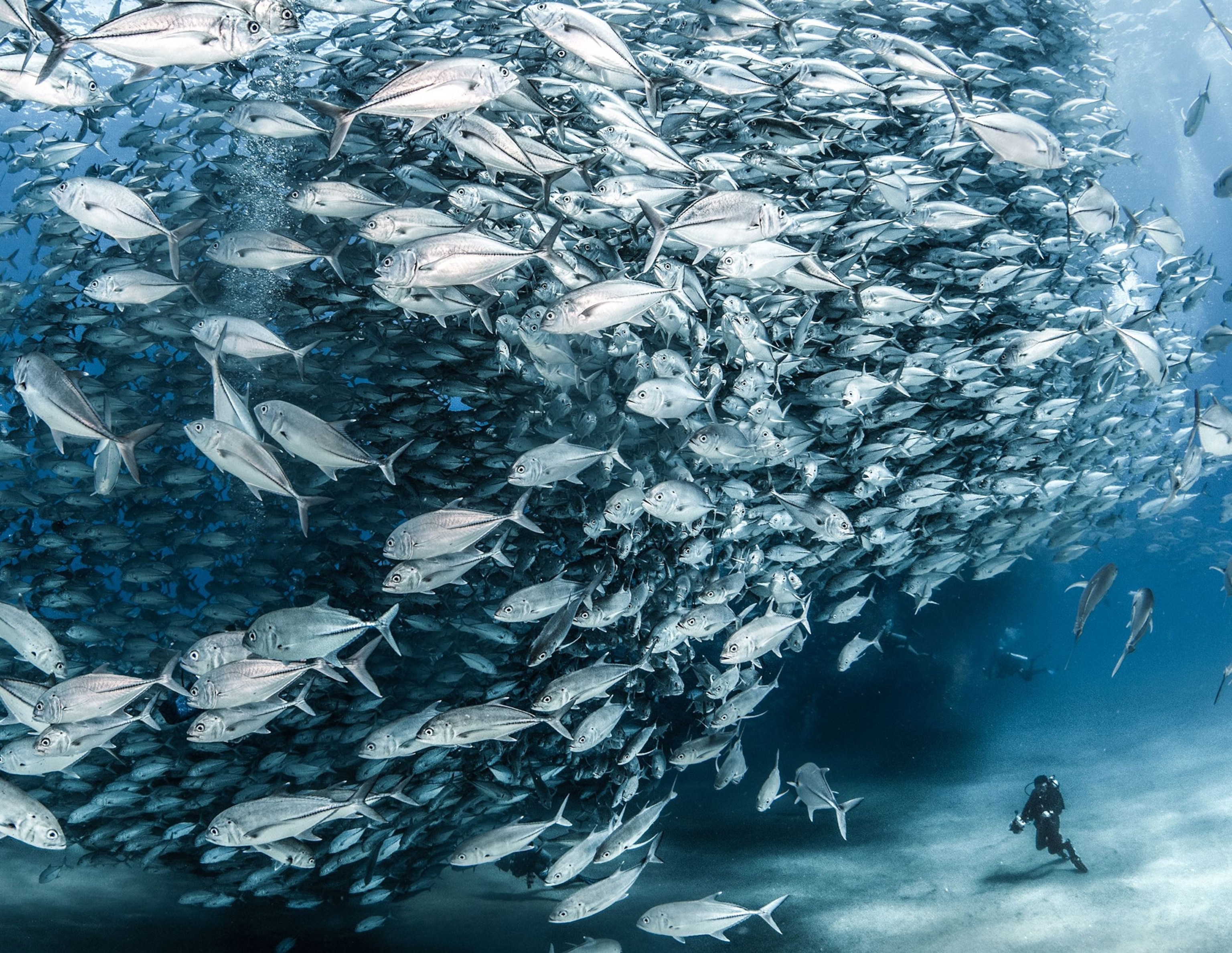 fish in Cabo Pulmo Marine Park
