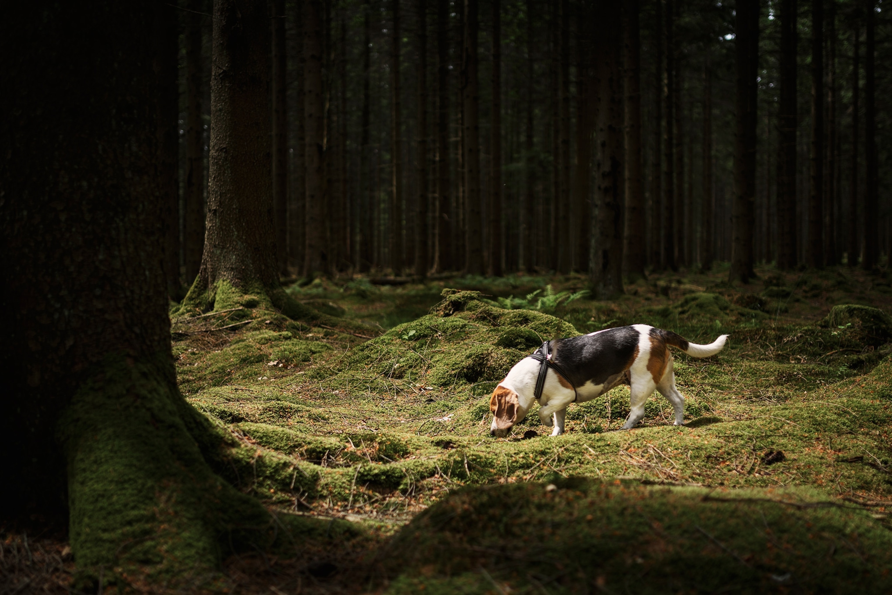 Beagle sniffing ground closely.