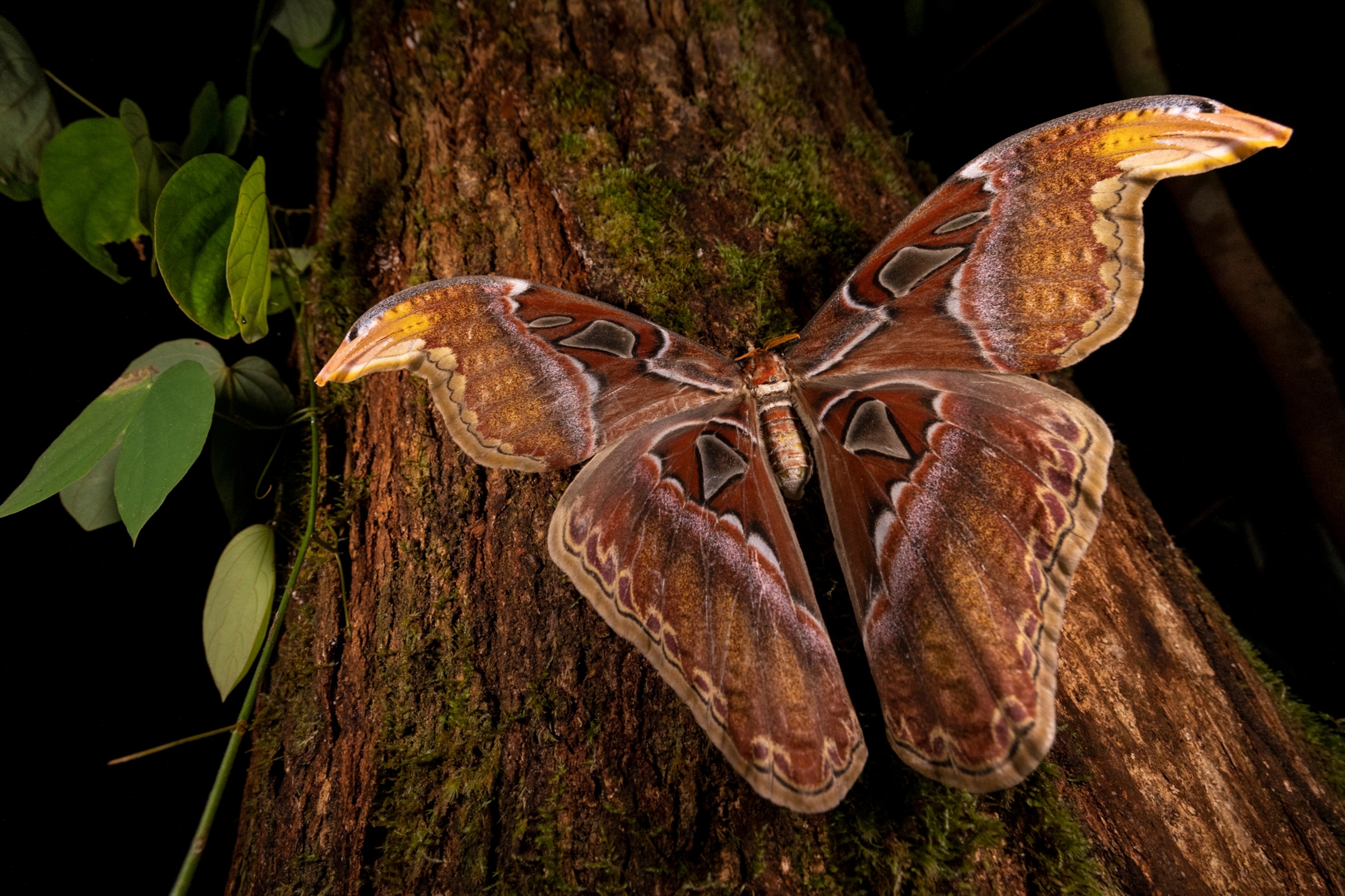 The Atlas Moth has landed on a tree trunk. Its upper wing tips resemble outward-facing snake heads when popped open. The color of its wings are similar to the tree bark