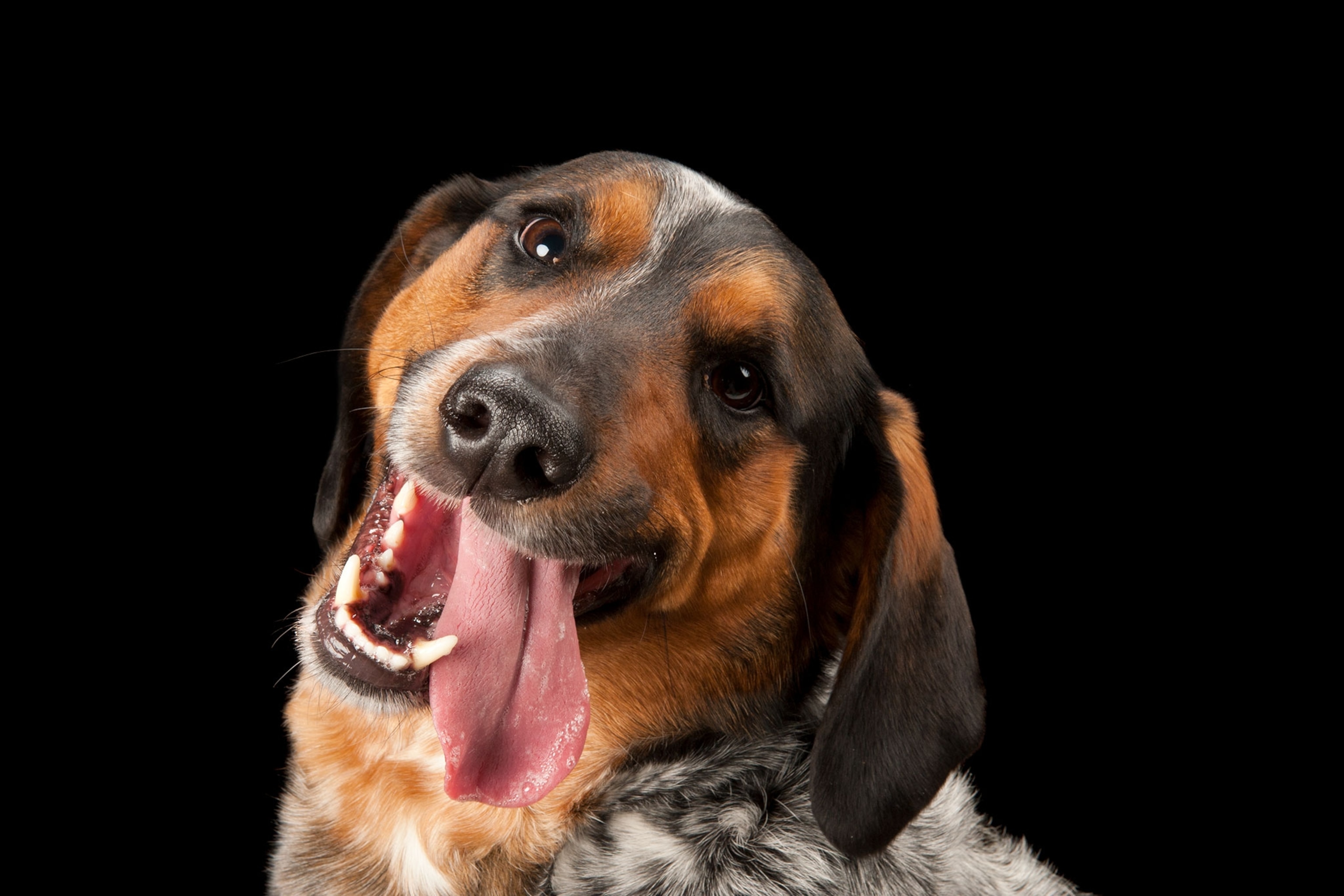 a dog who is part basset hound and part blue healer