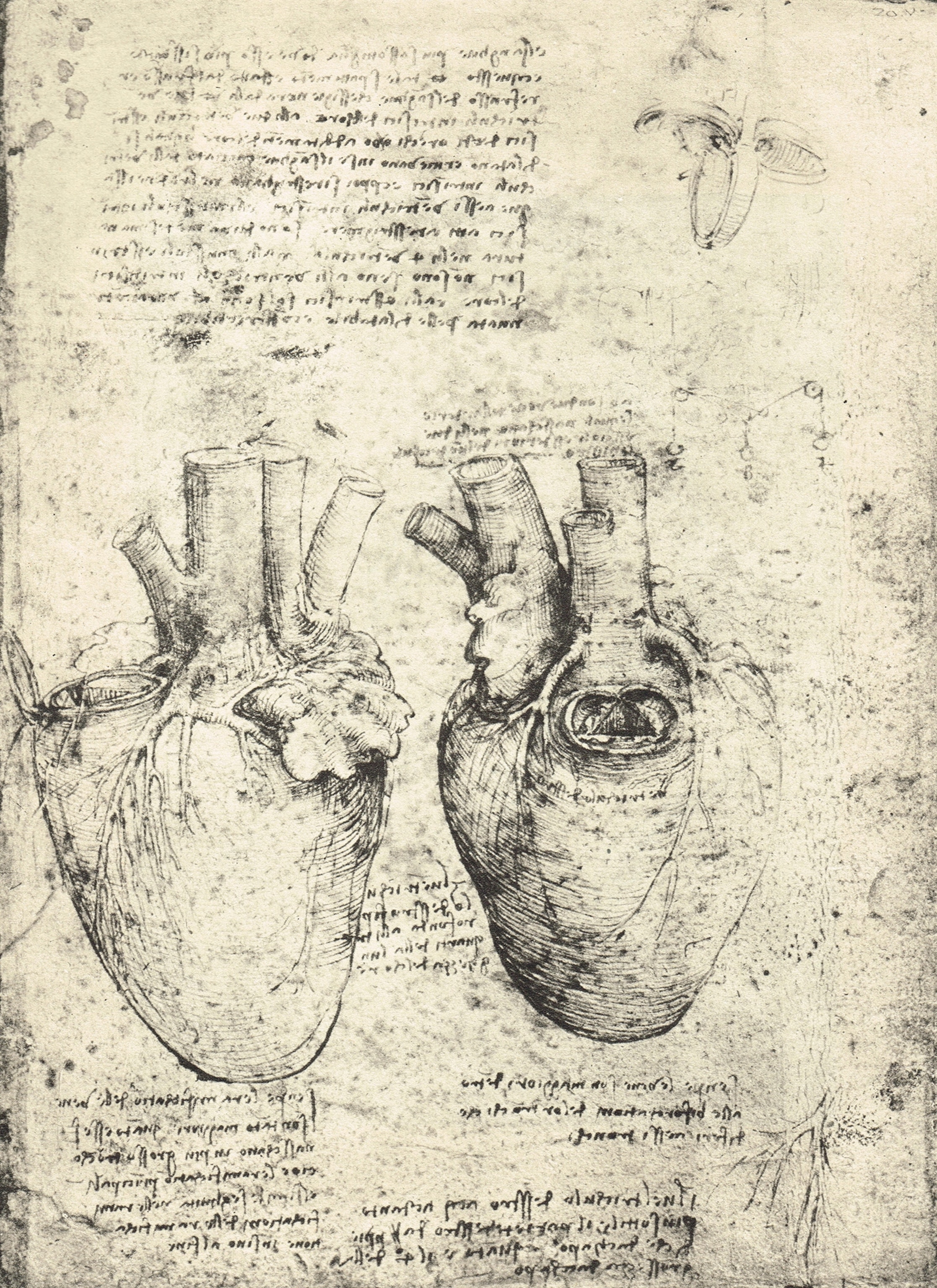 Two drawings of the heart, drawn by Leonardo Da Vinci, circa 1513