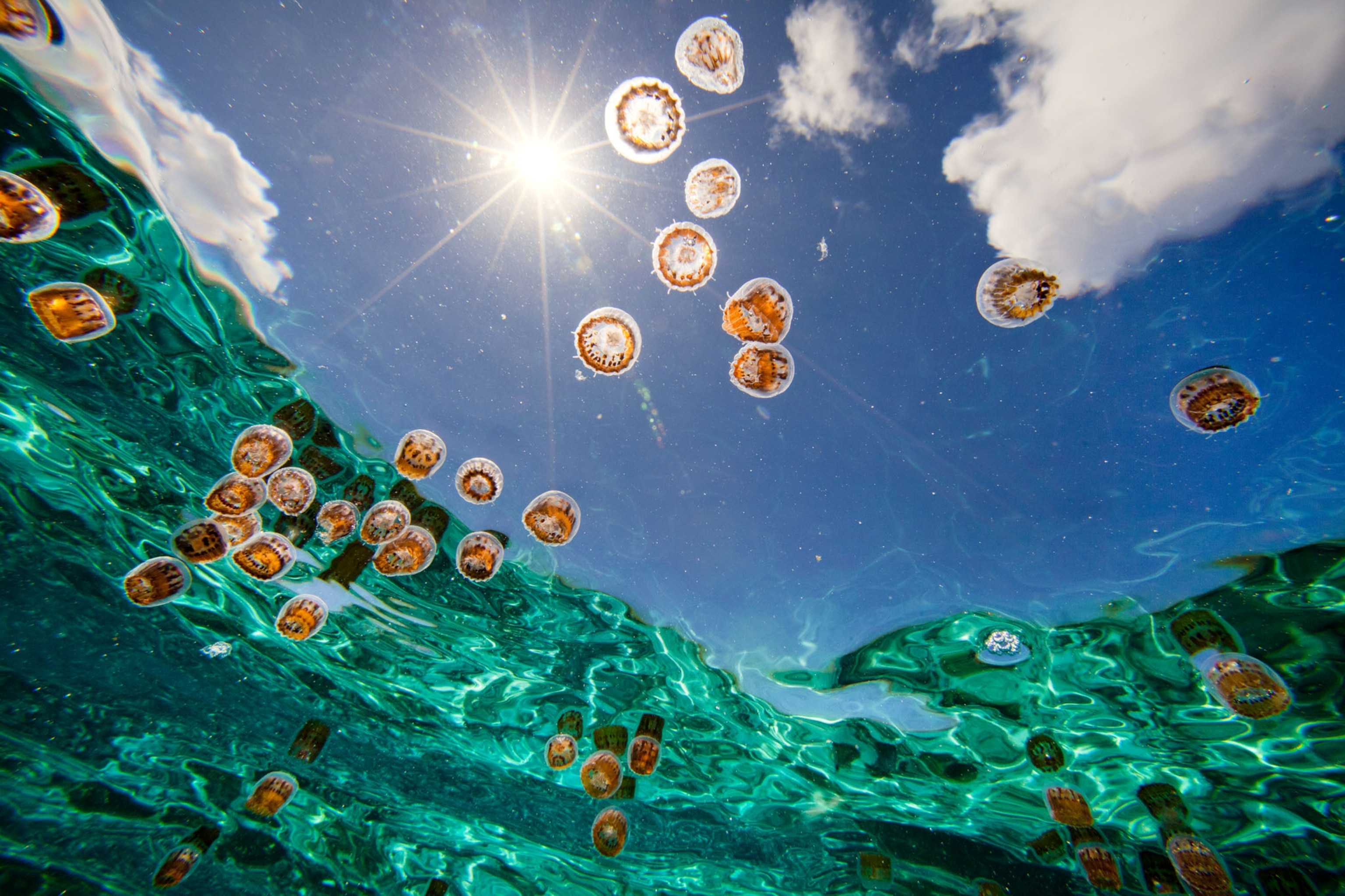 jellyfish and sunny sky from below through water
