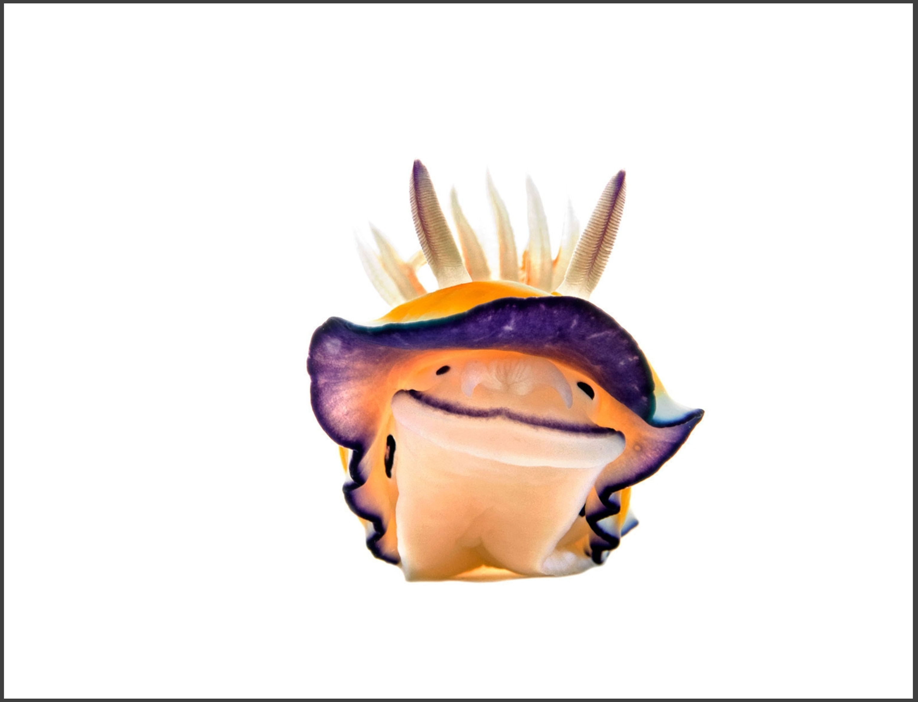 a smiling chromodoris nudibranch