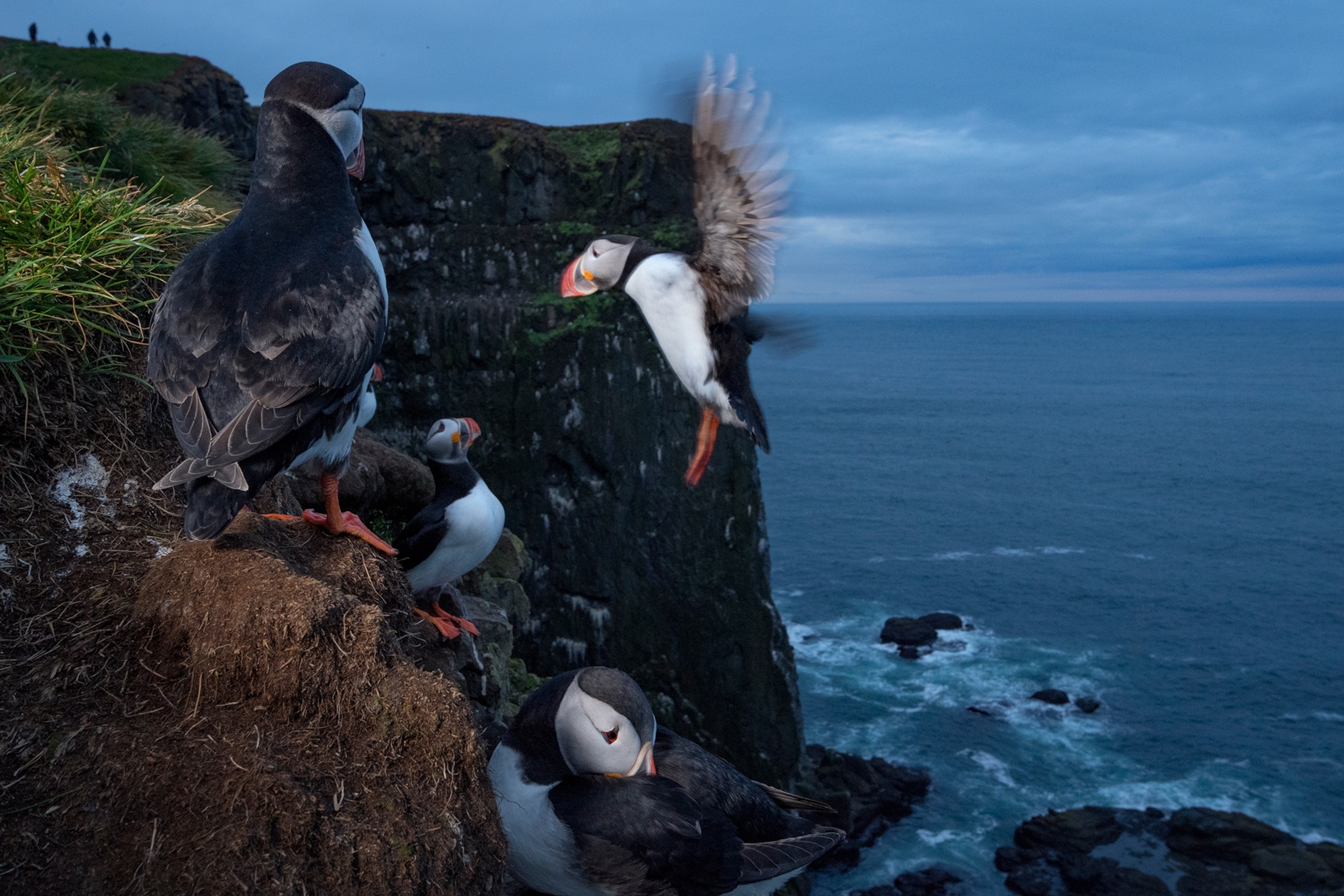 An Atlantic puffin returns to its nesting cliff at Latrabjarg, Westfjords, in Iceland. Other birds perch on the cliffside.