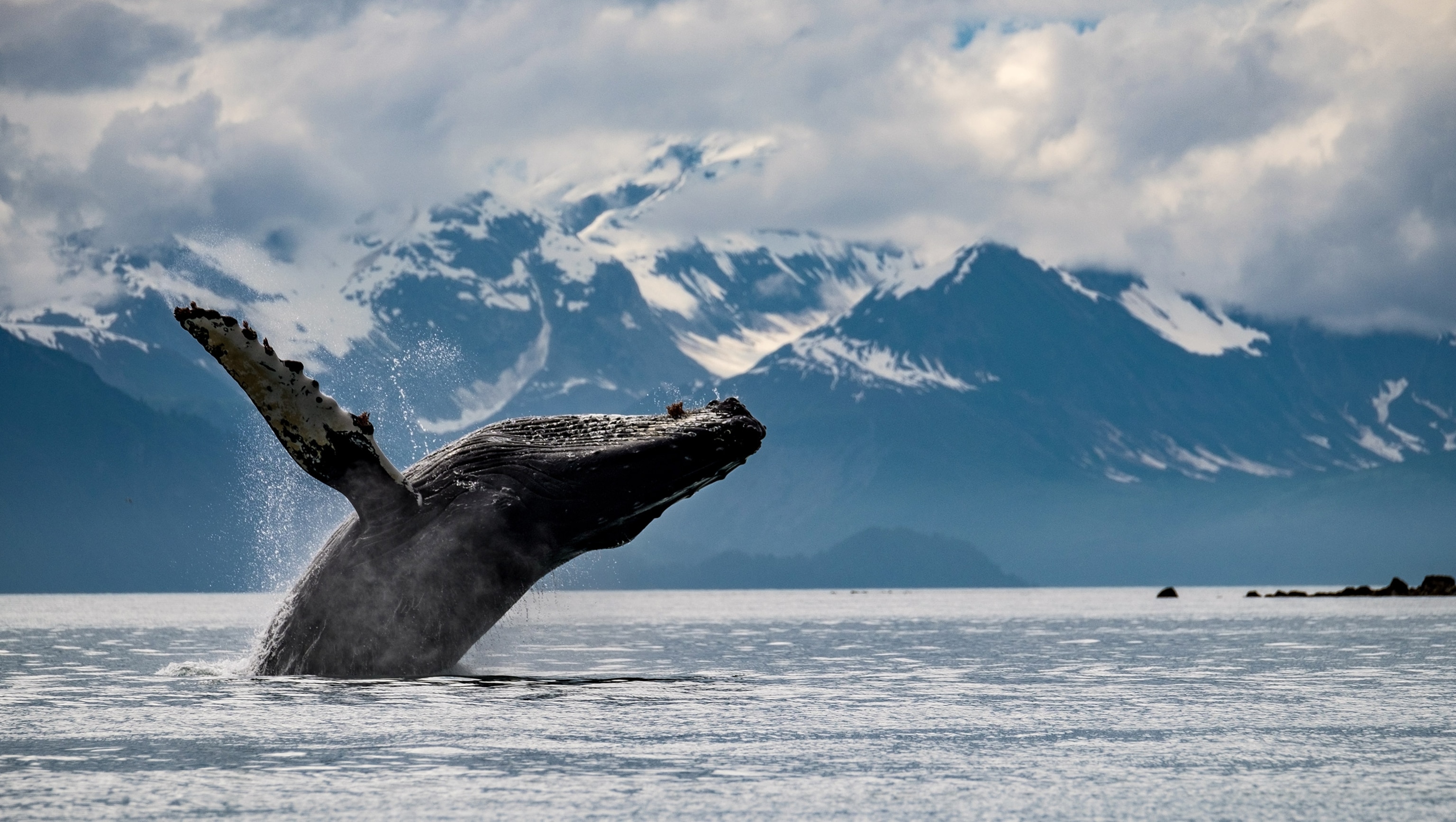 humpback whale breaching the water in Glacier Bay National Park, Alaska