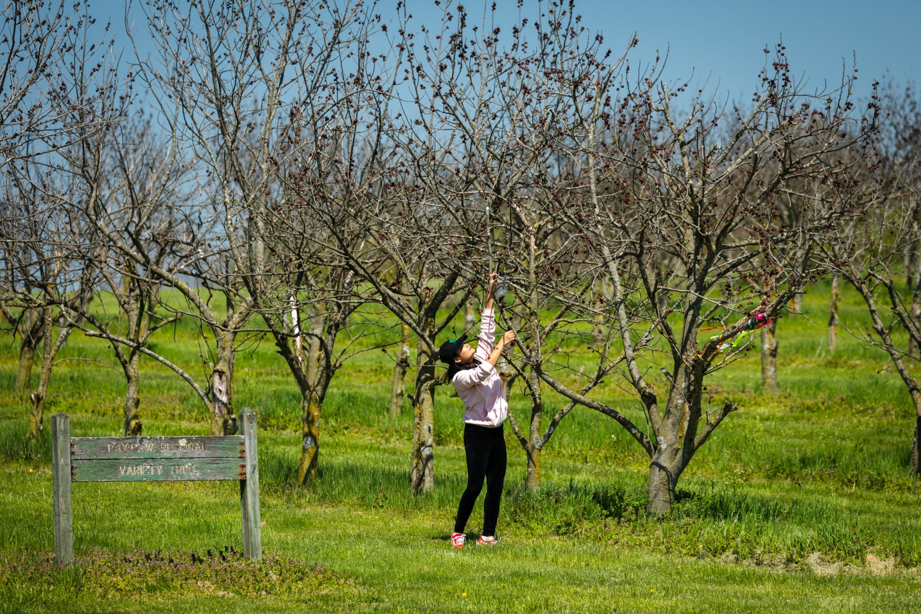 KYSU Graduate Research Assistant Anju Chaudhary in an orchard manually pollinates select Pawpaw flowers