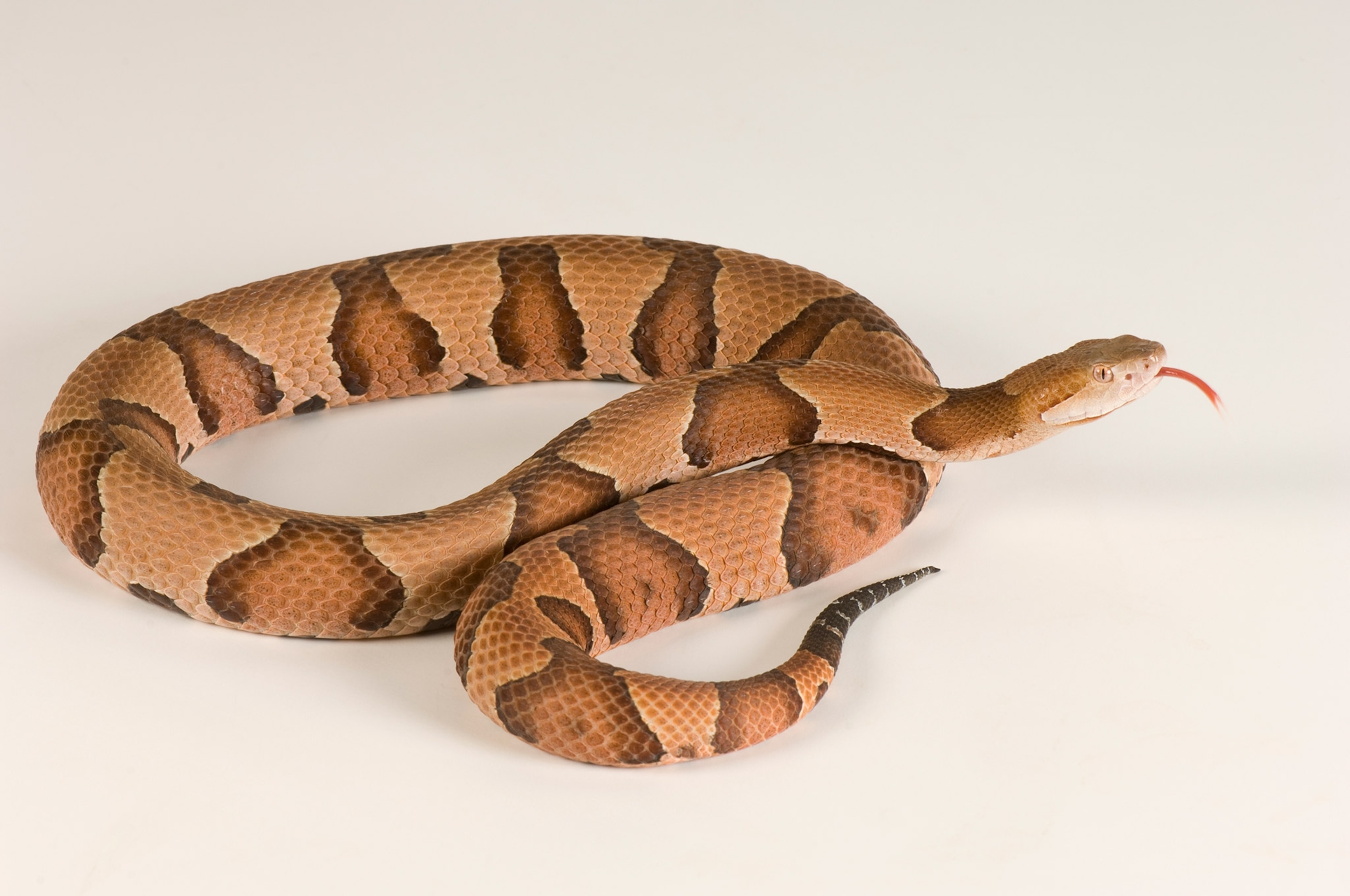 Snake on white seamless.