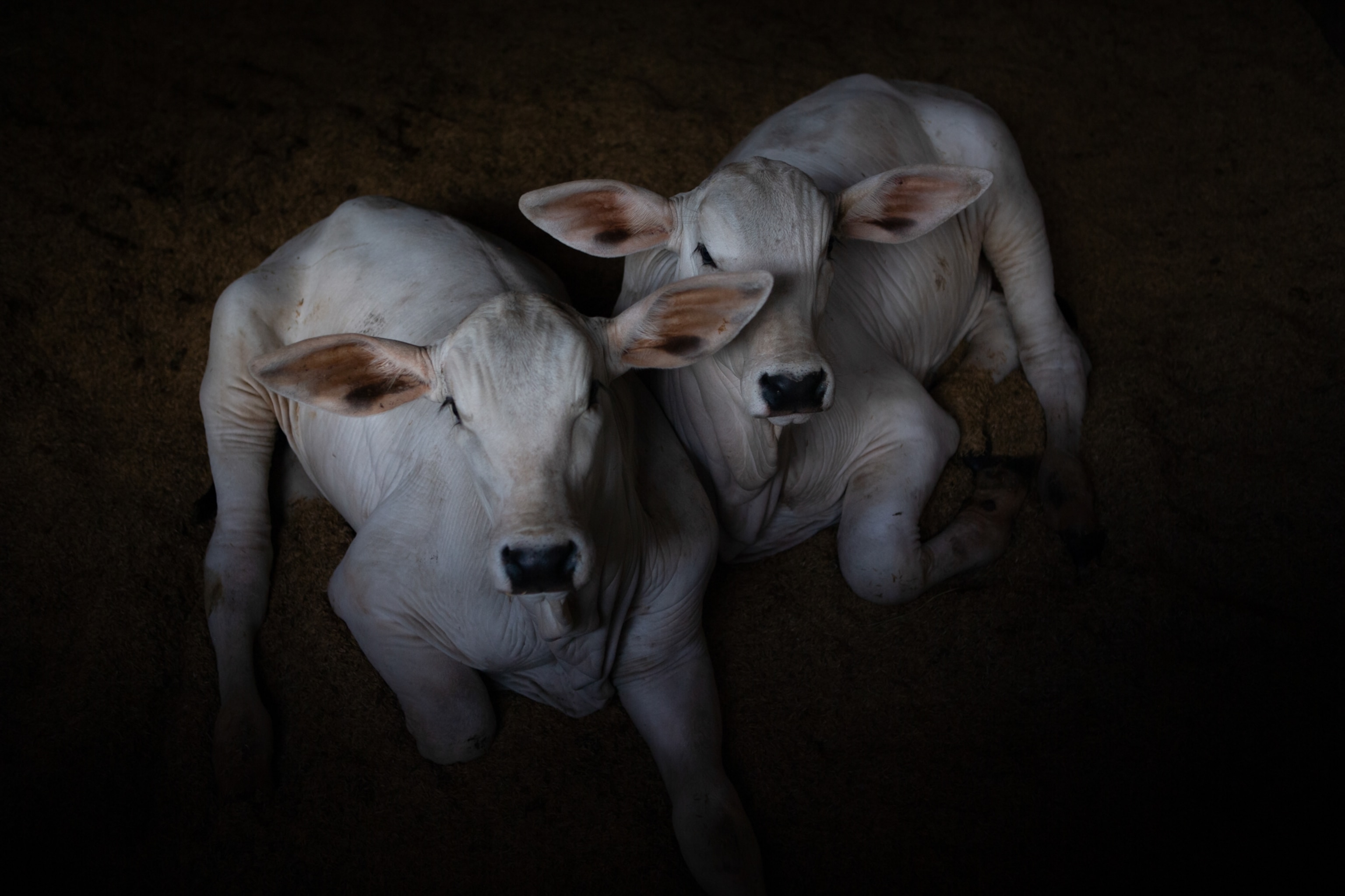two cloned calves