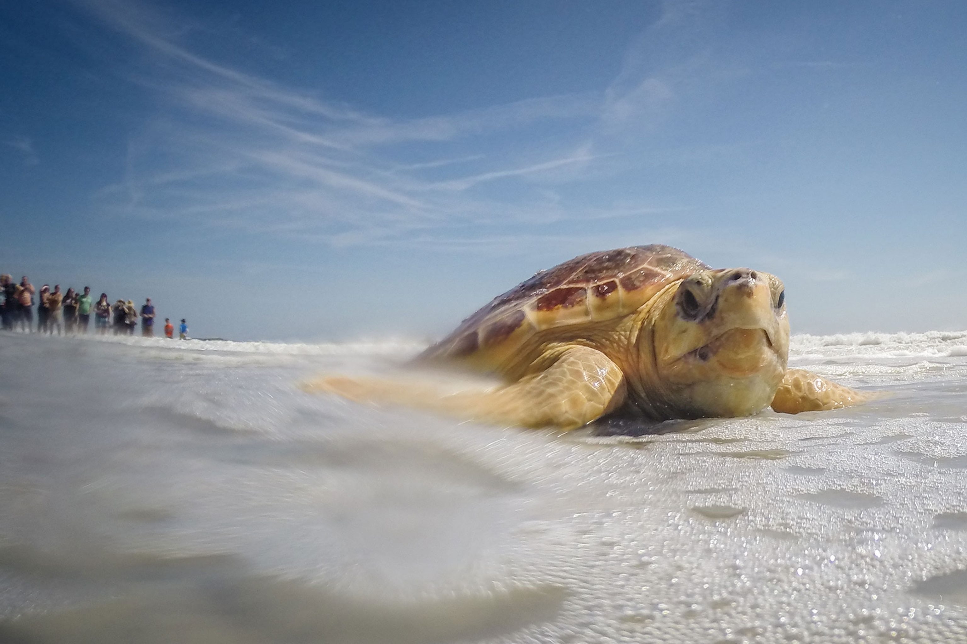 A photo of a loggerhead sea turtle on the beach.