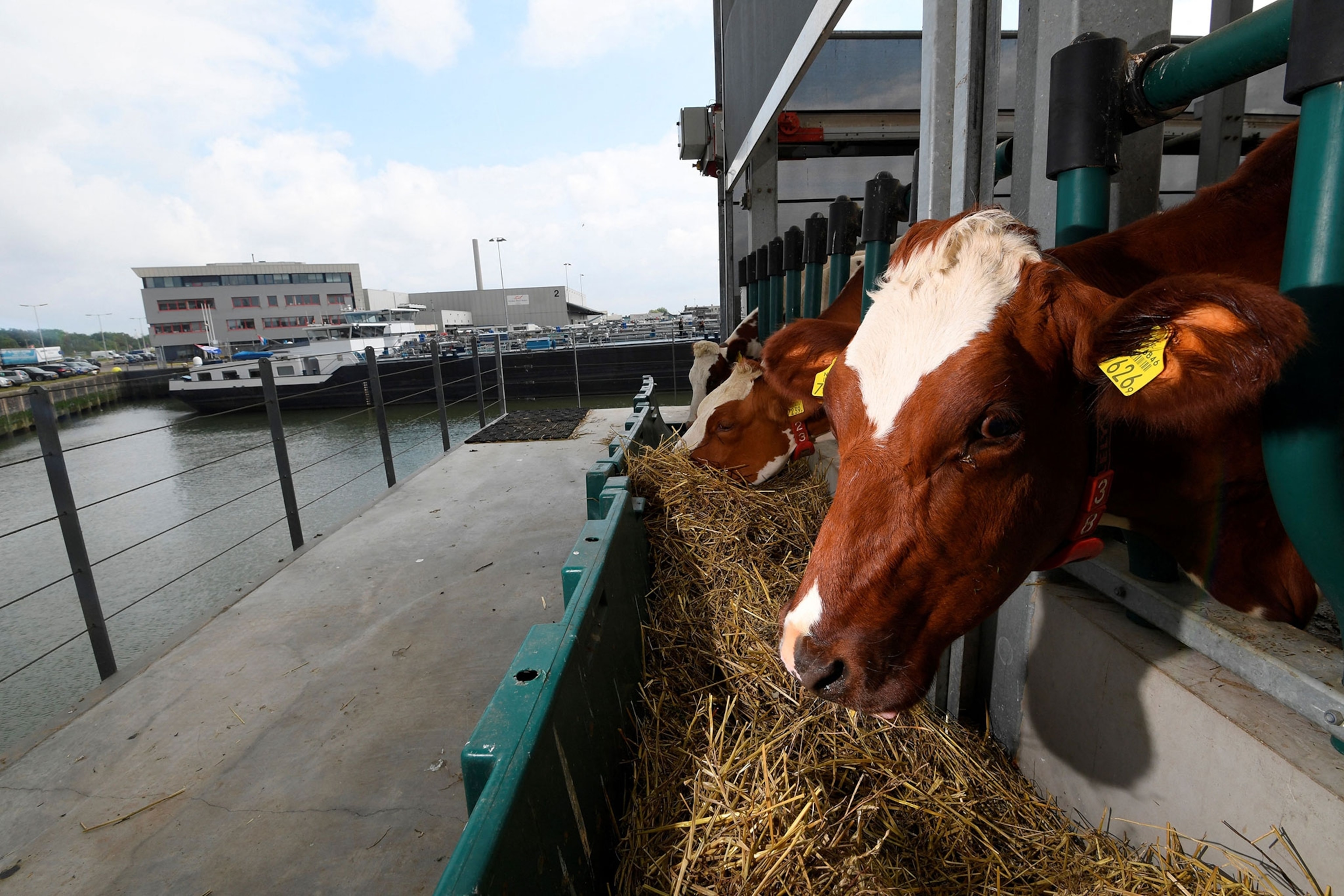 ows feeding in a floating dairy farm in the port of Rotterdam