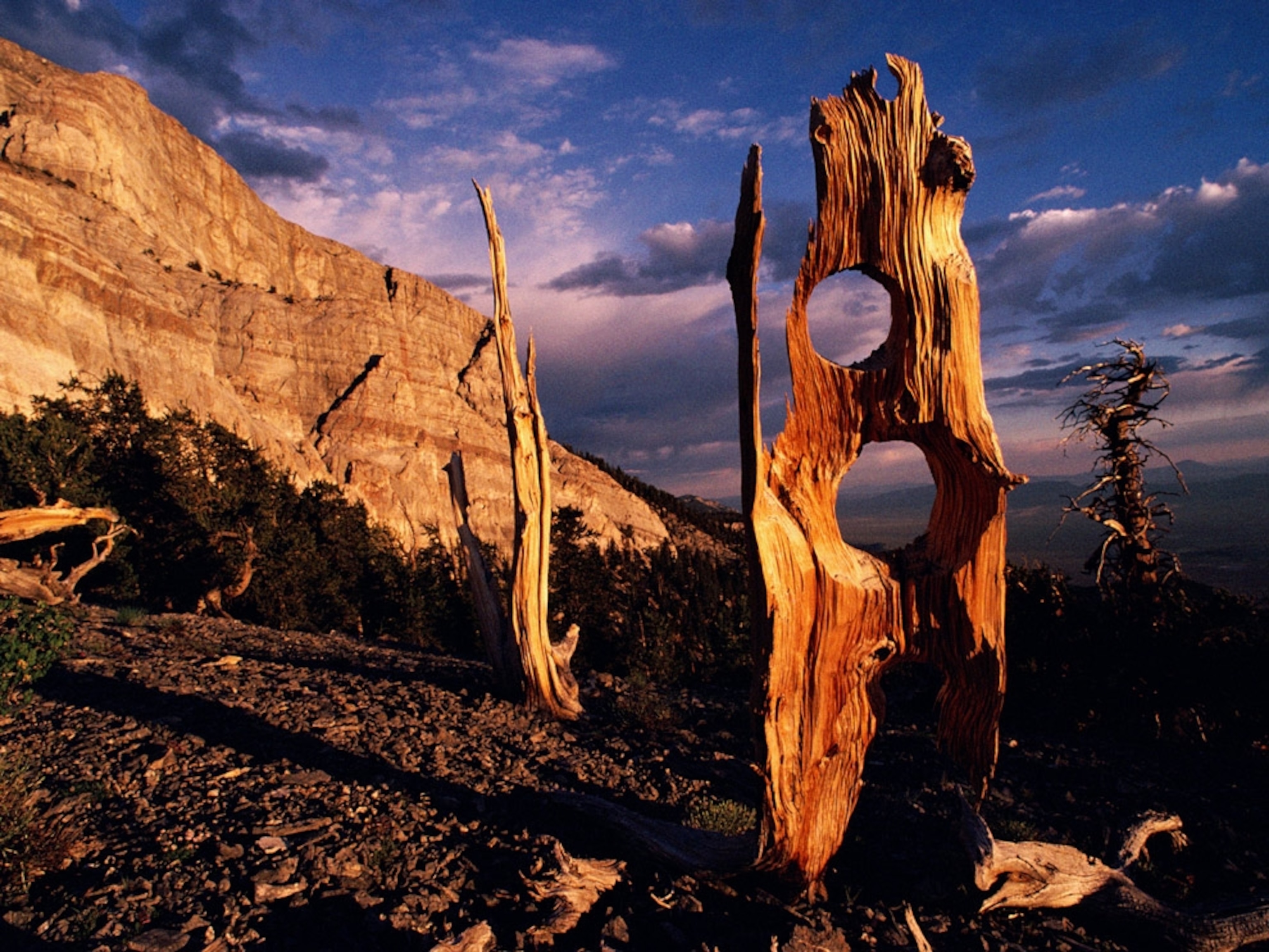 Weathered trees in Nevada