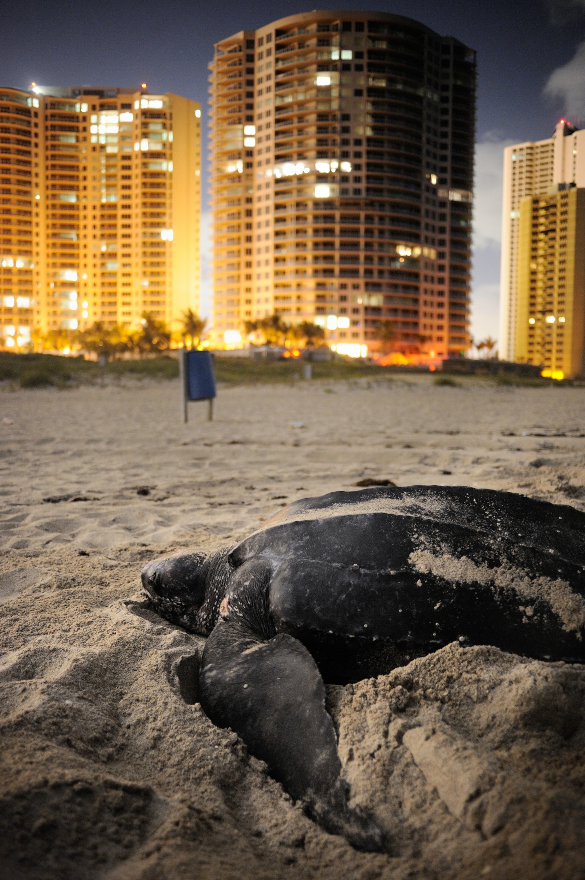 A leatherback turtle struggles ashore to lay her eggs as buildings glow brightly in the background