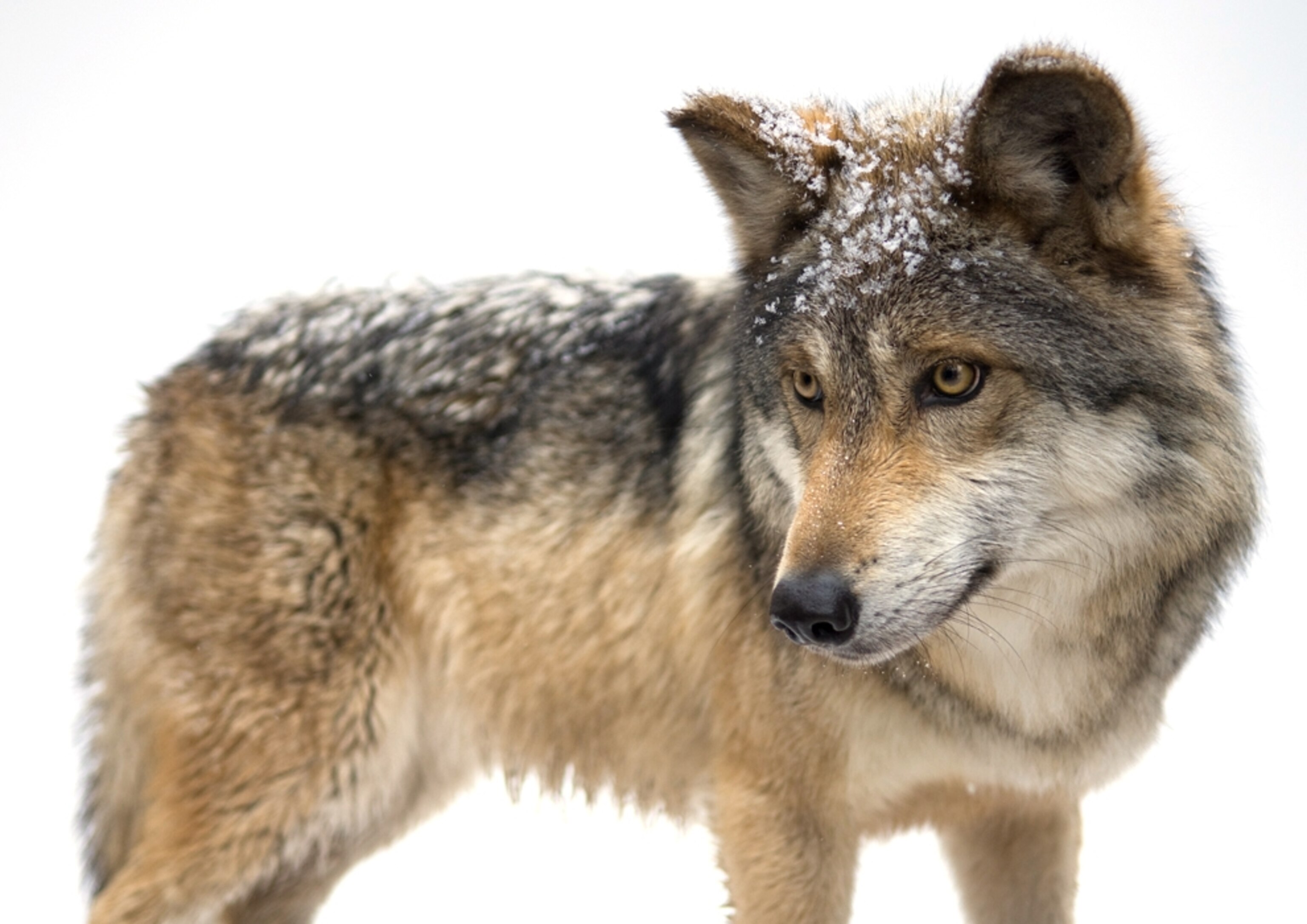 Mexican gray wolf picture - Canis lupus baileyi