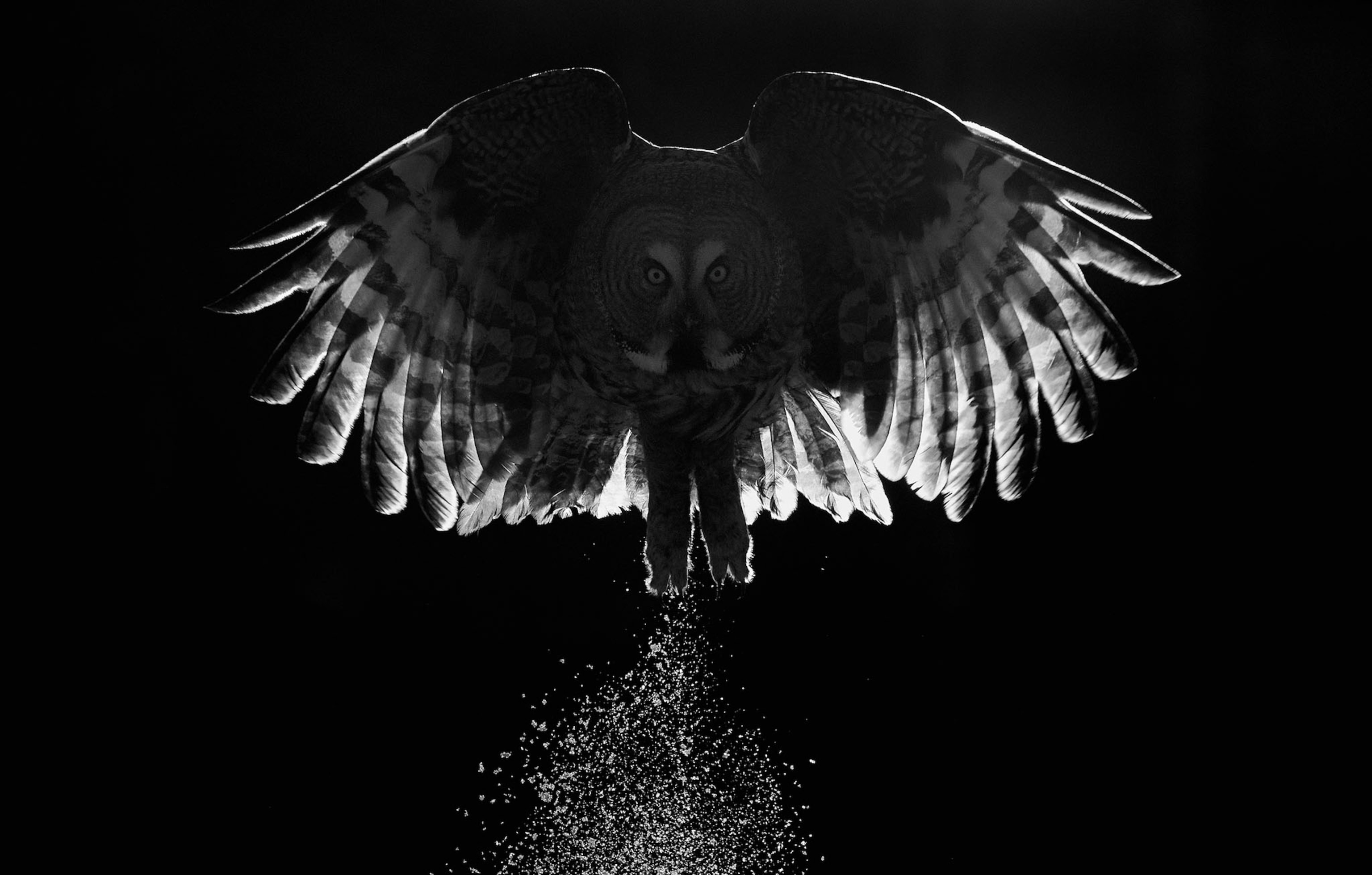 bird