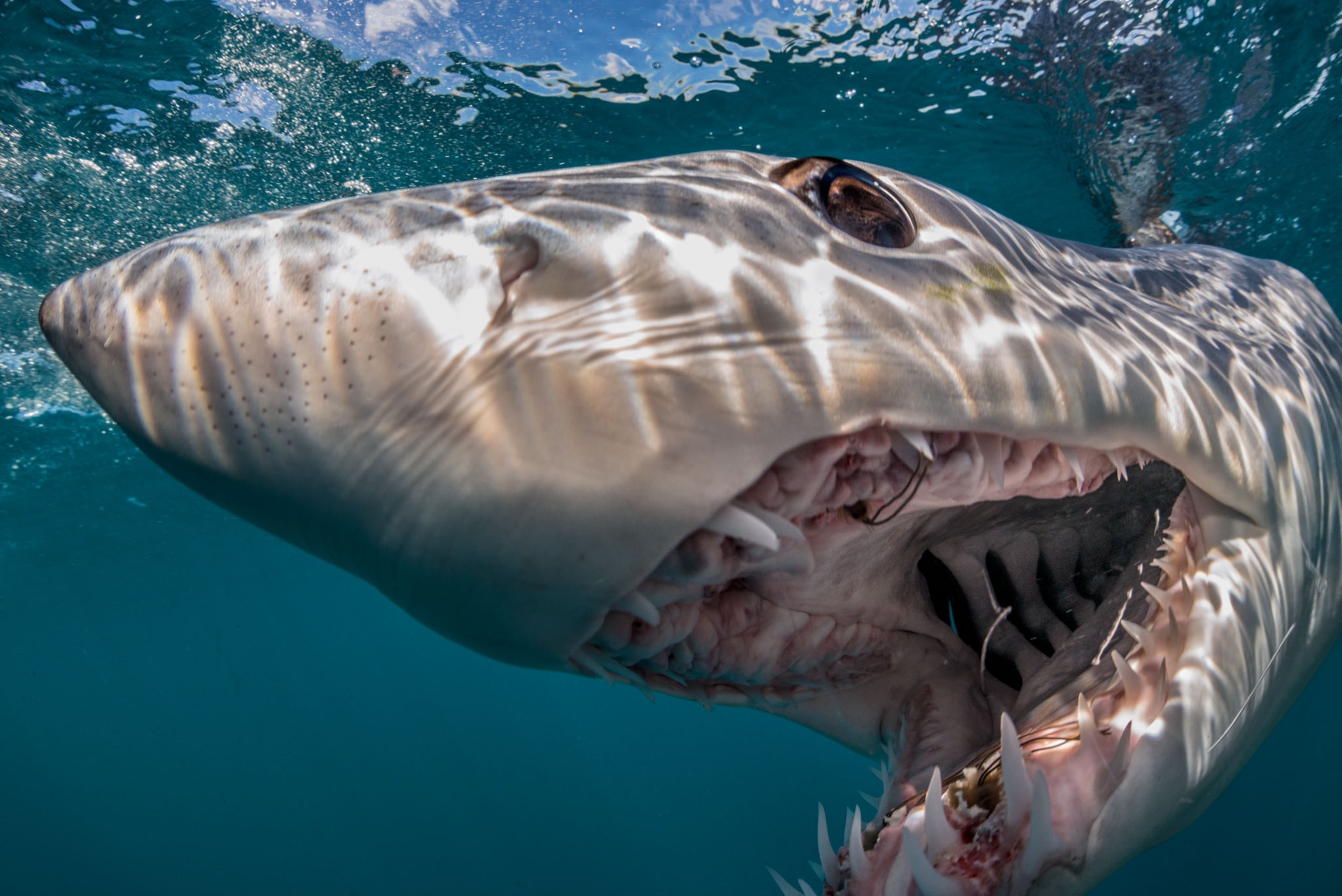 a shark closeup with it's mouth open